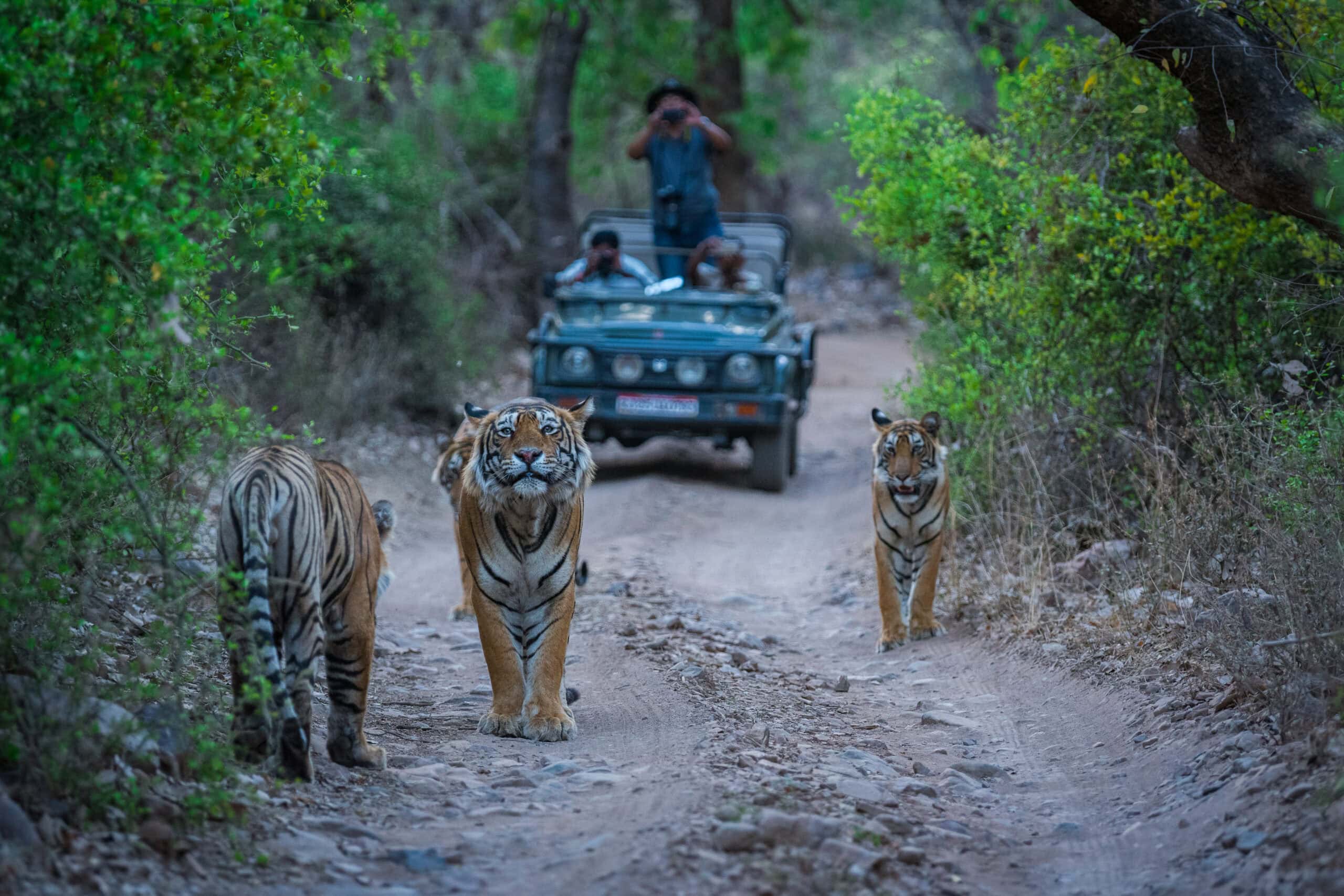 Ranthambore National Park, India