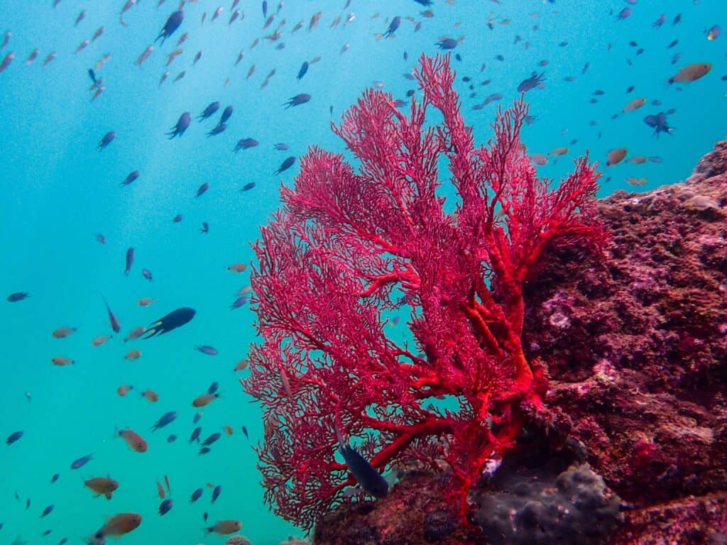 Red Coral