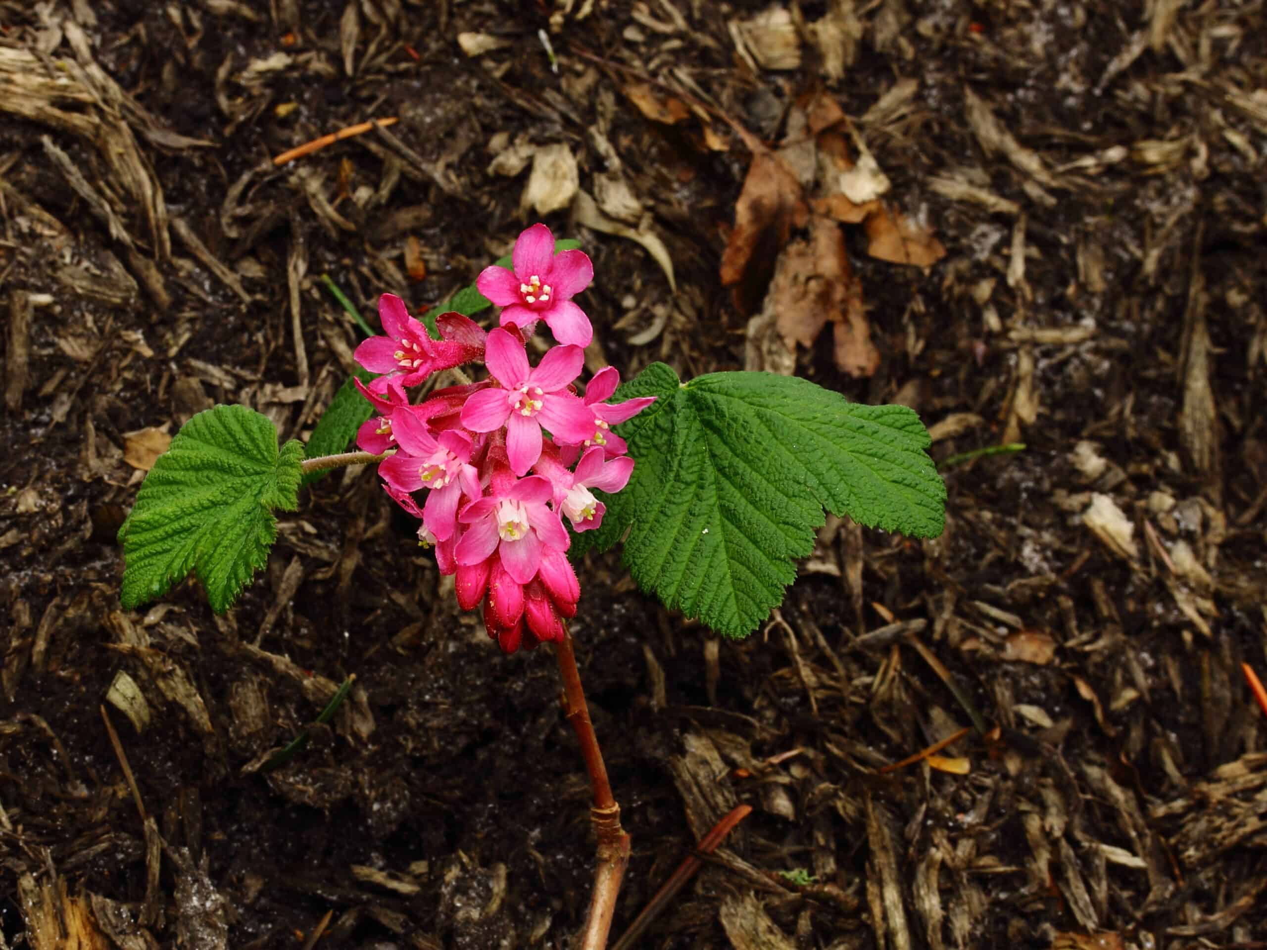 Red-Flowering Currant (Ribes sanguineum)