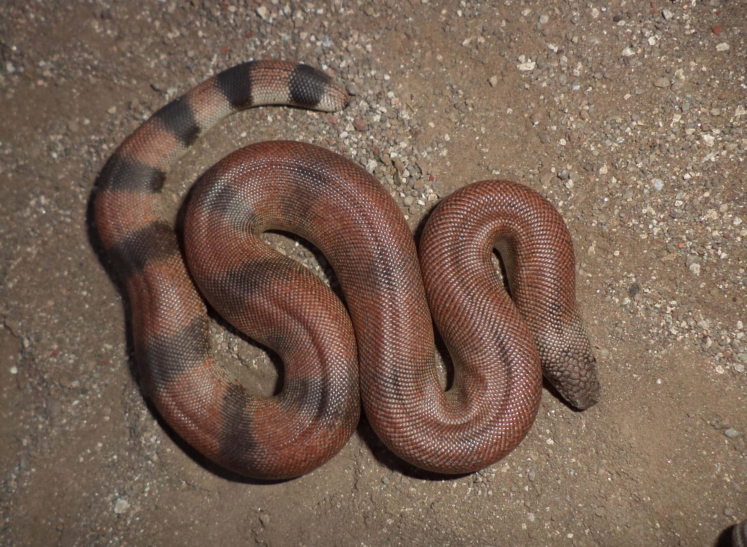 Red Sand Boa