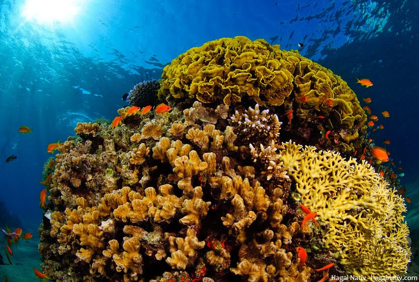 Red Sea Coral Reefs, Egypt