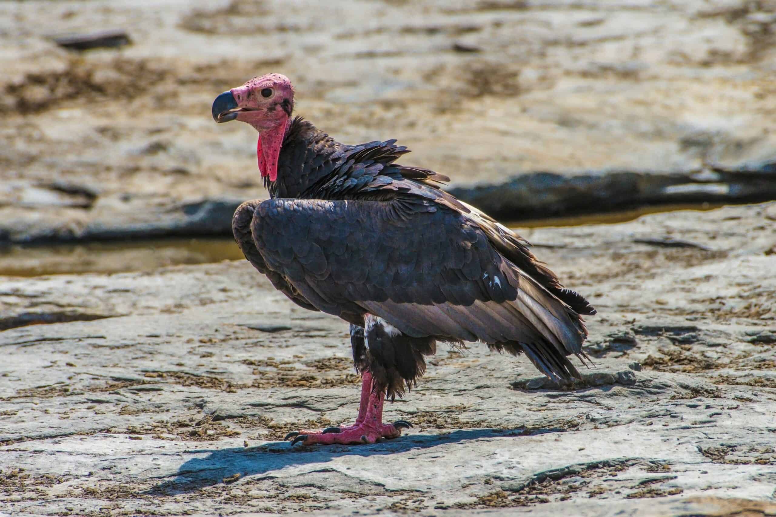 Red-headed Vulture