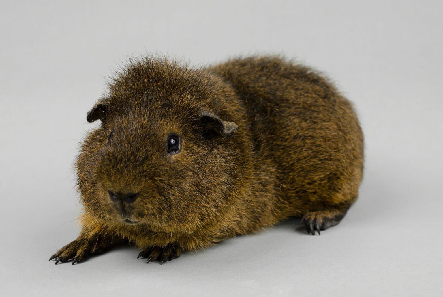 19 Guinea Pig Breeds from Common to Rare - Rarest.org