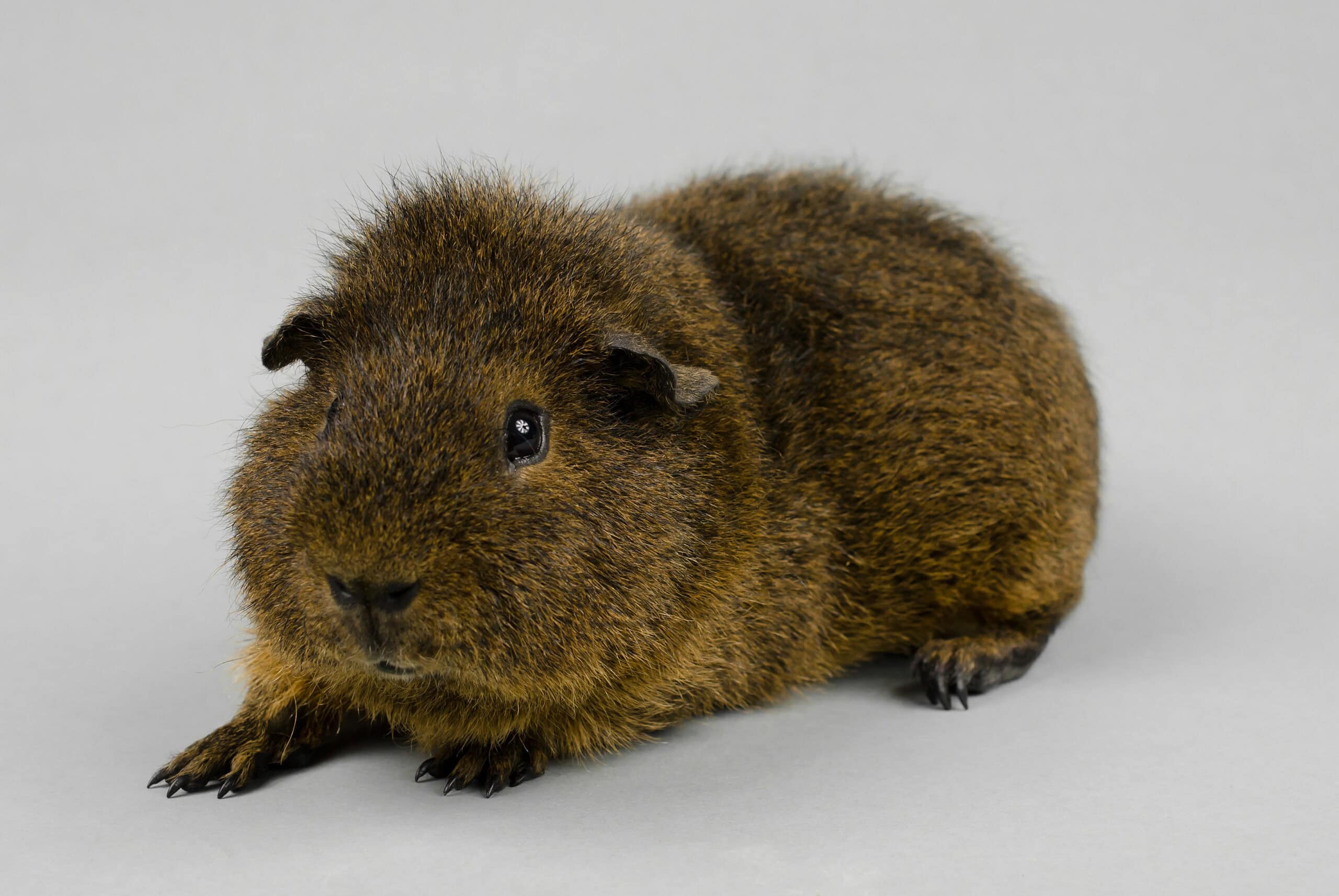 Rex Guinea Pig