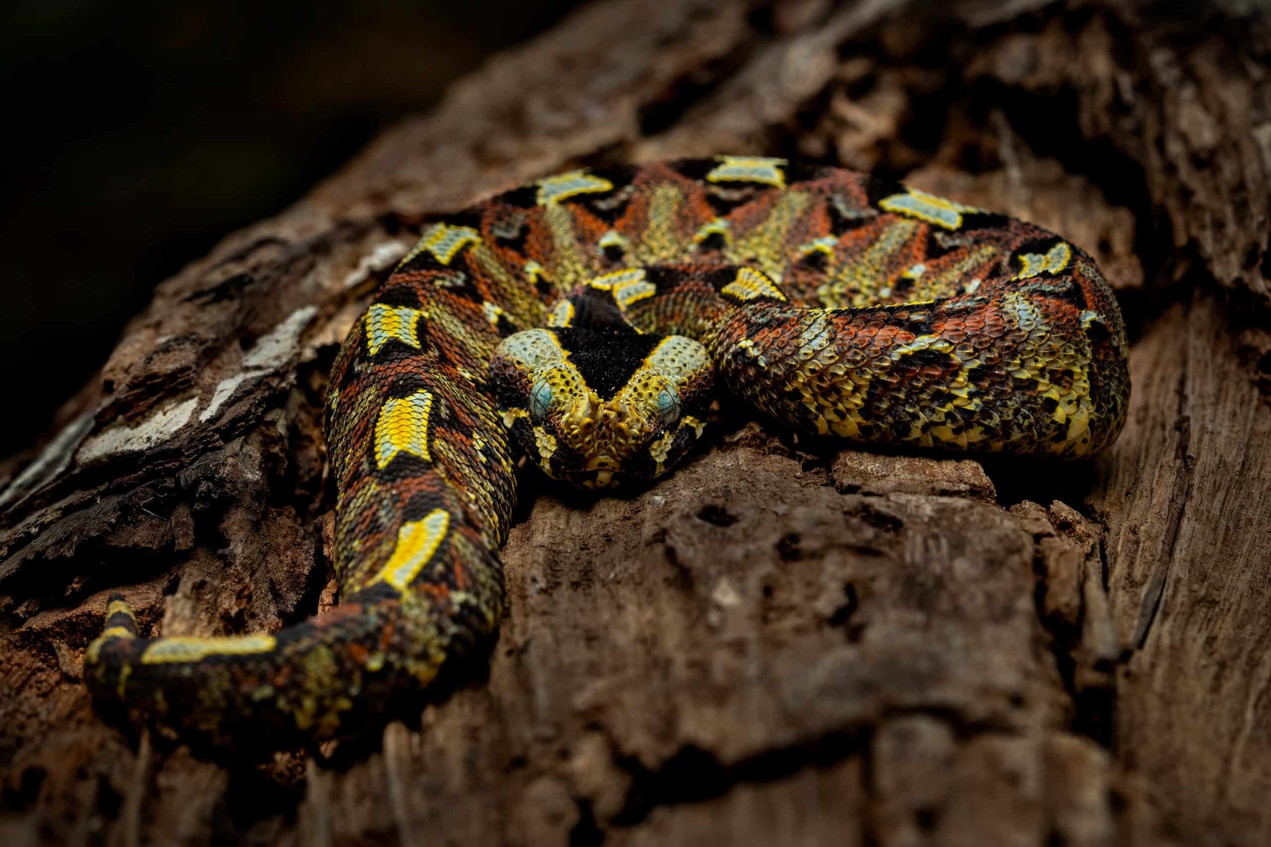 Rhinoceros Viper