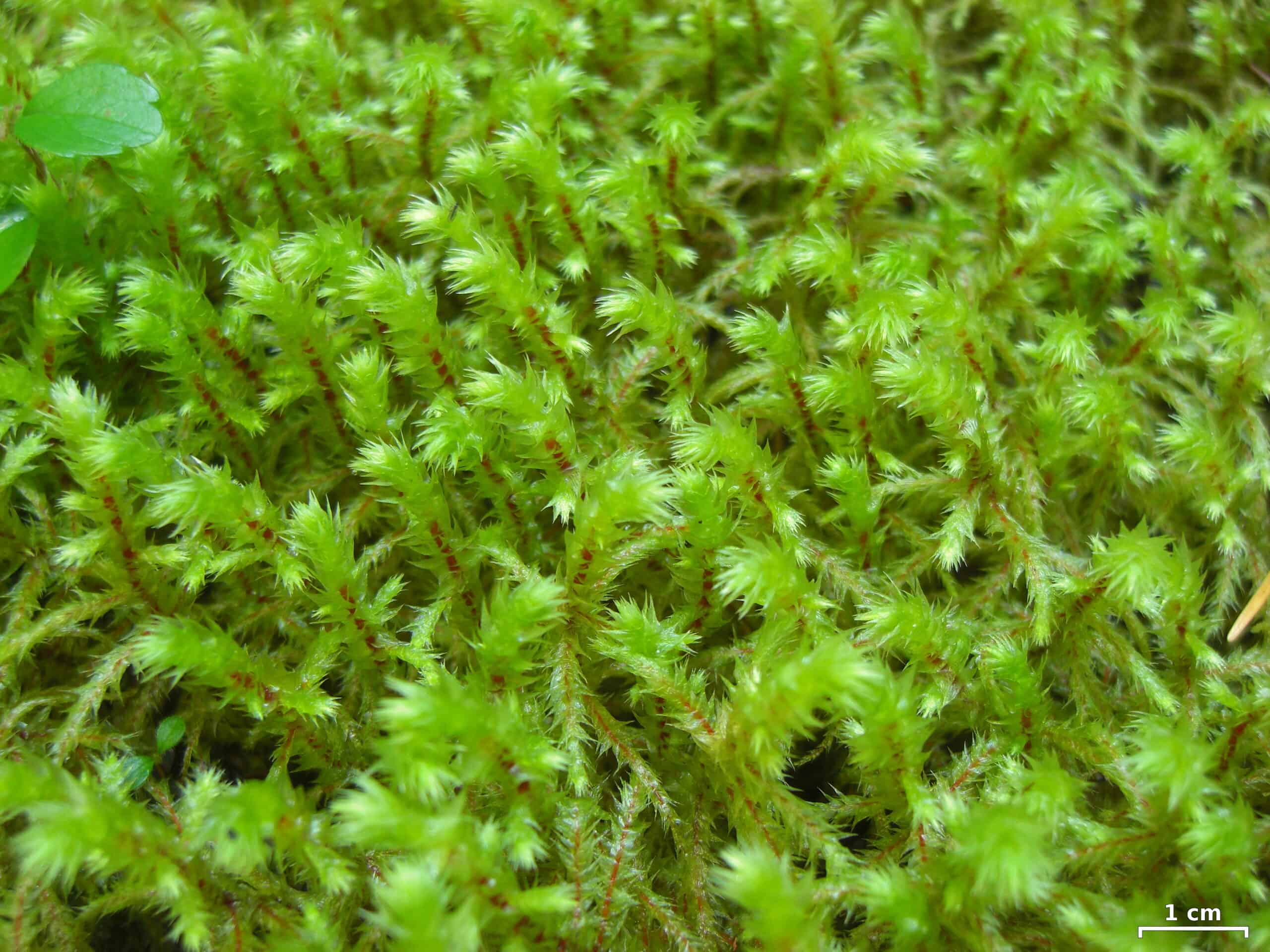 Rhytidiadelphus triquetrus (Big Shaggy Moss)