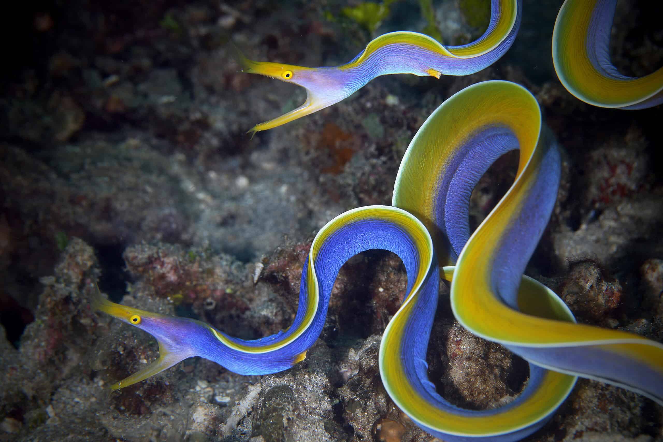 Ribbon Eel