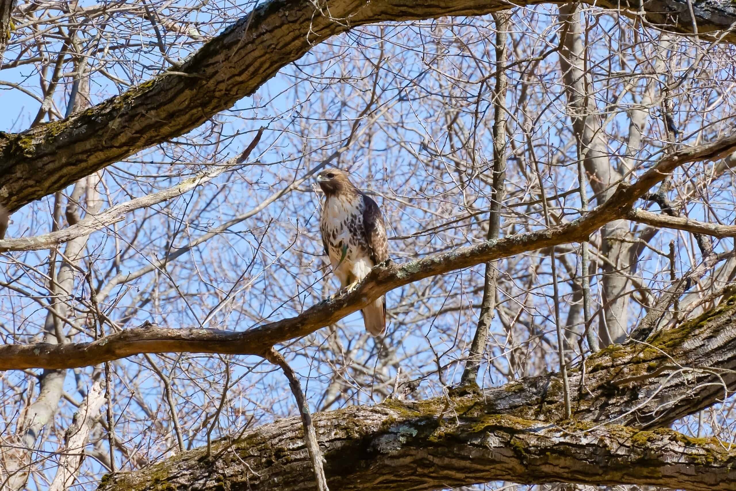 Ridgway's Hawk