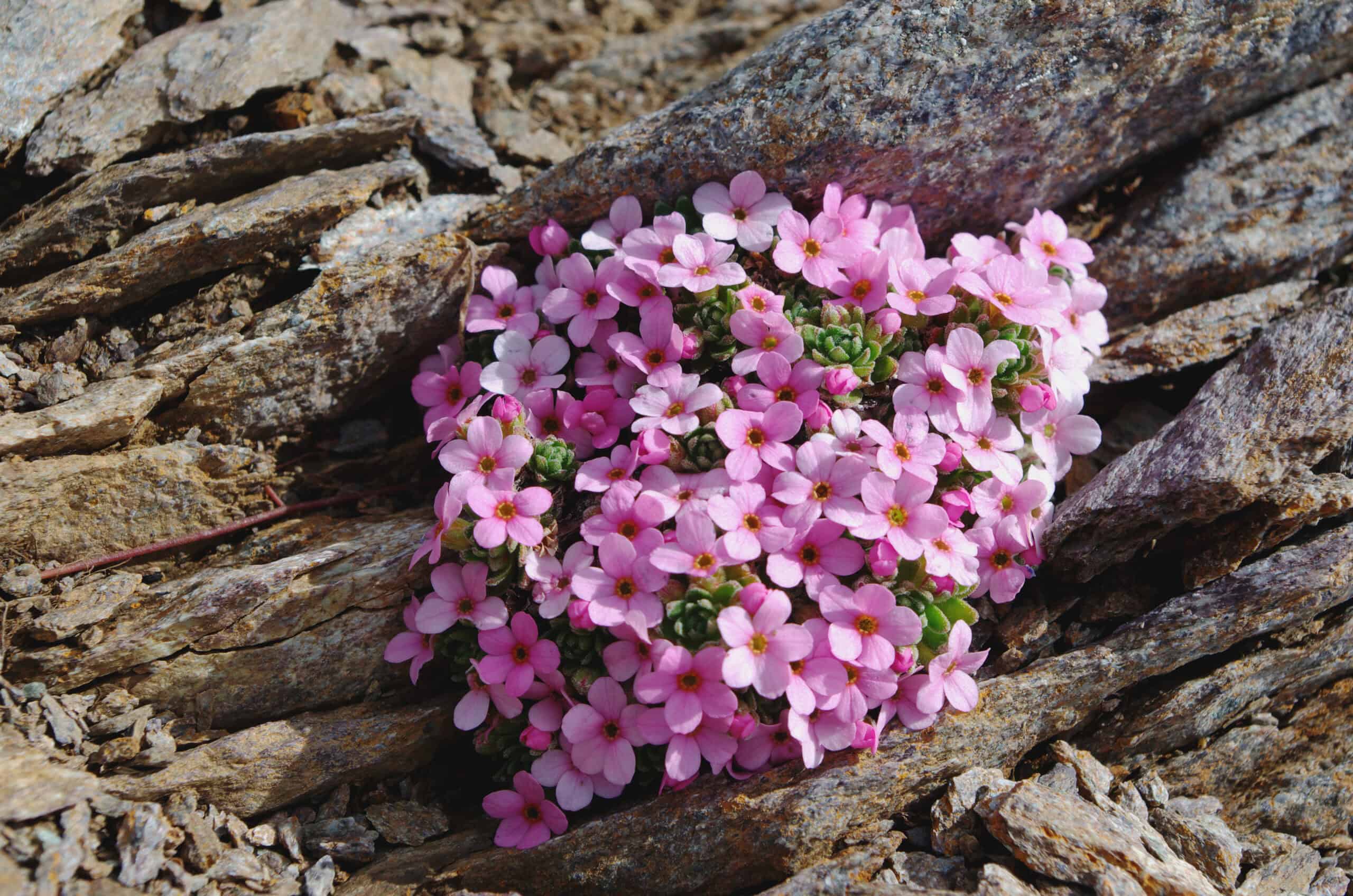 Rock Jasmine (Androsace alpina)