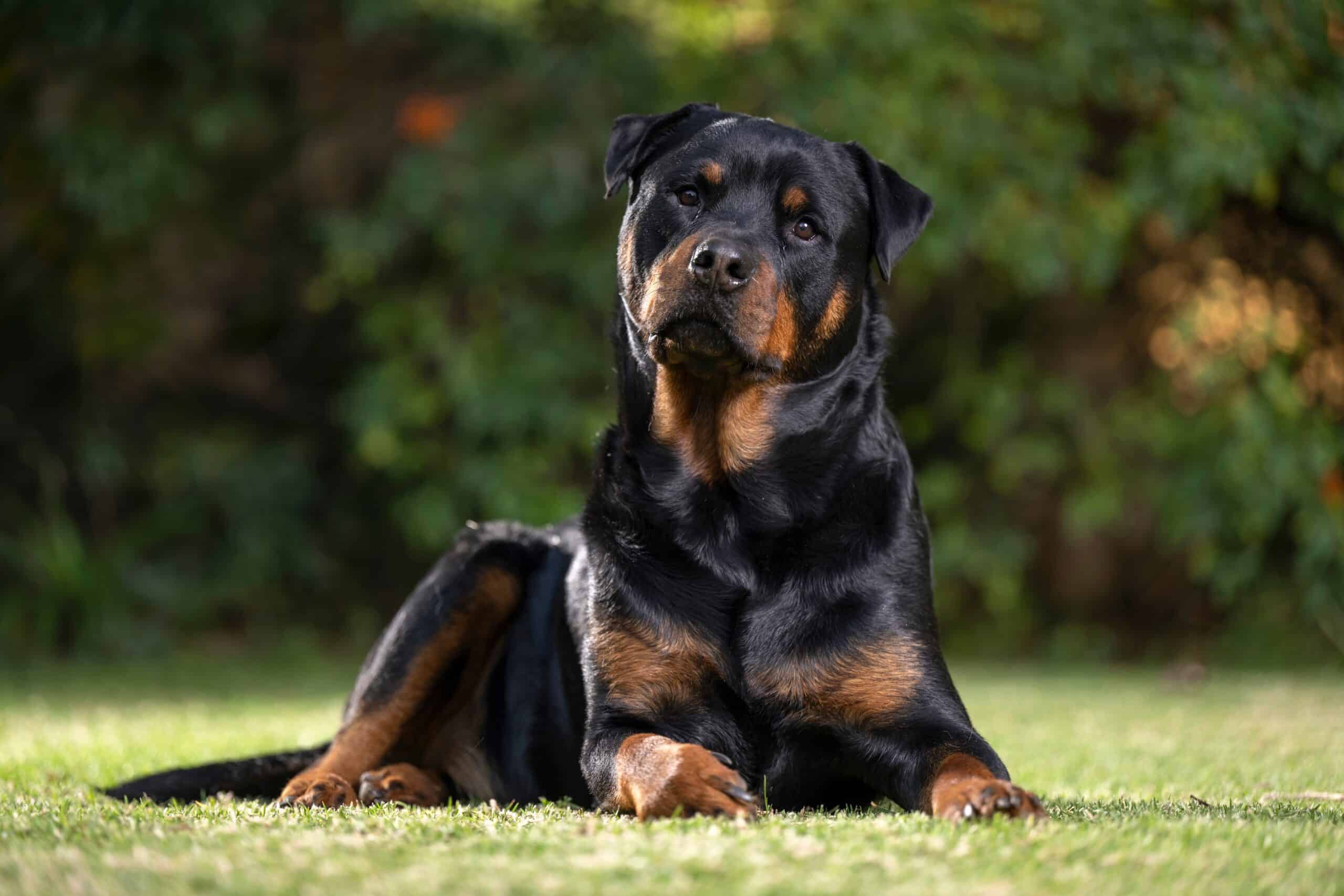 Rottweiler