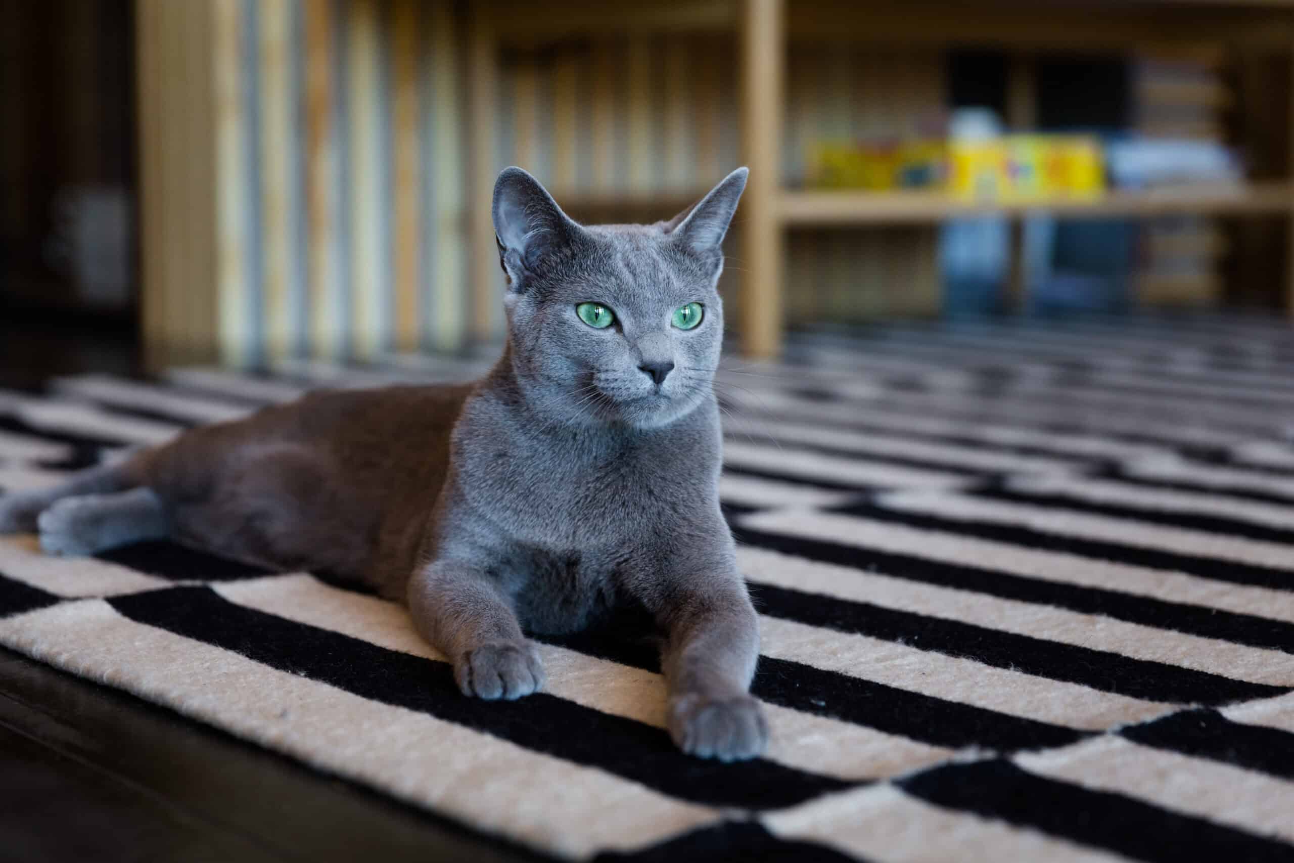 Russian Blue cat