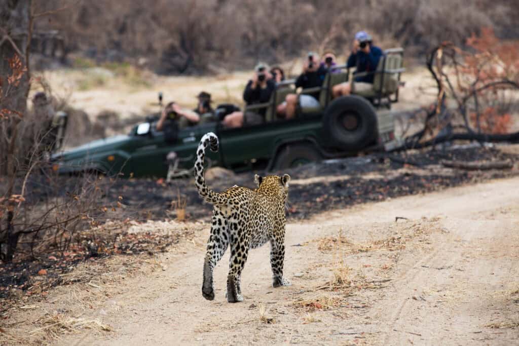 Sabi Sands Game Reserve, South Africa