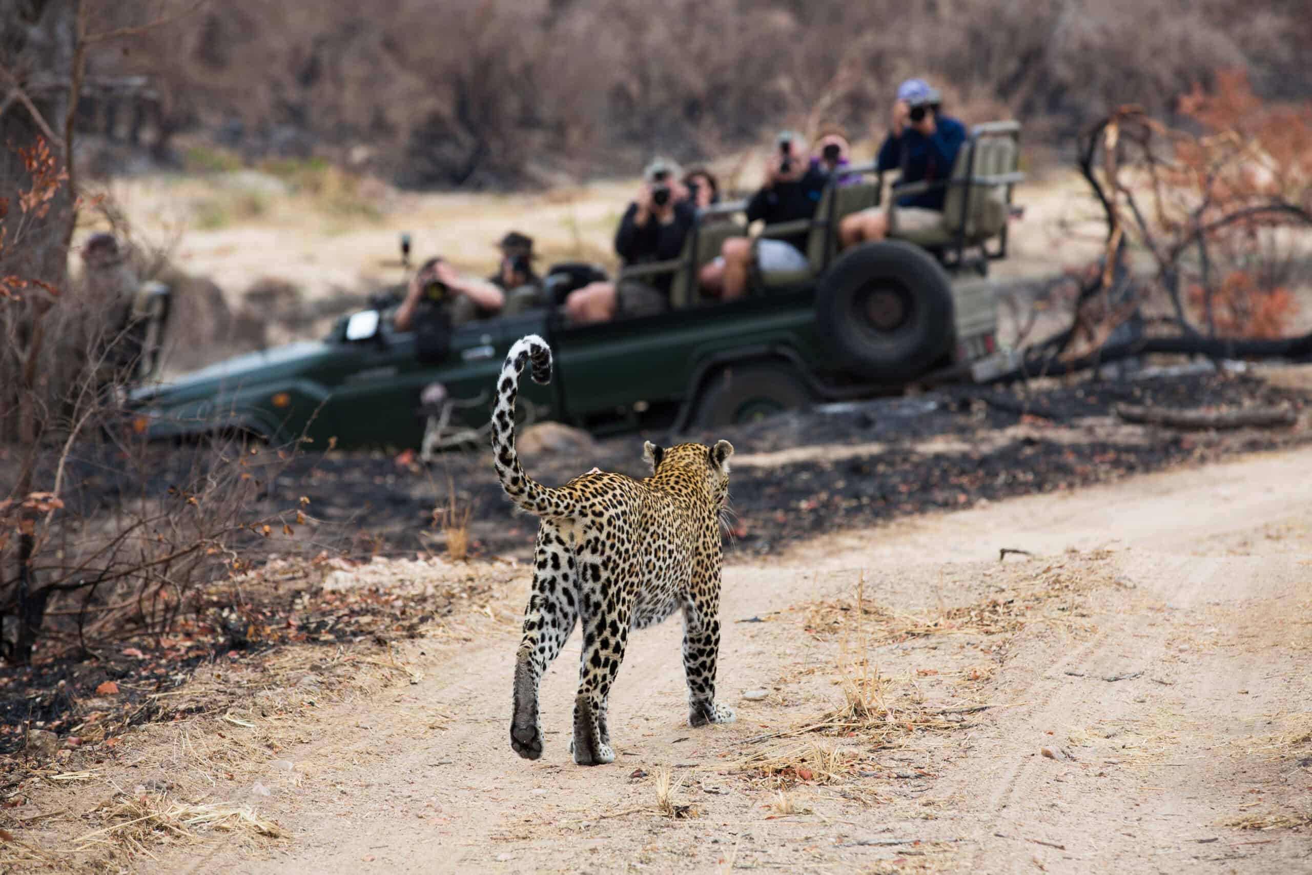 Sabi Sands Game Reserve, South Africa