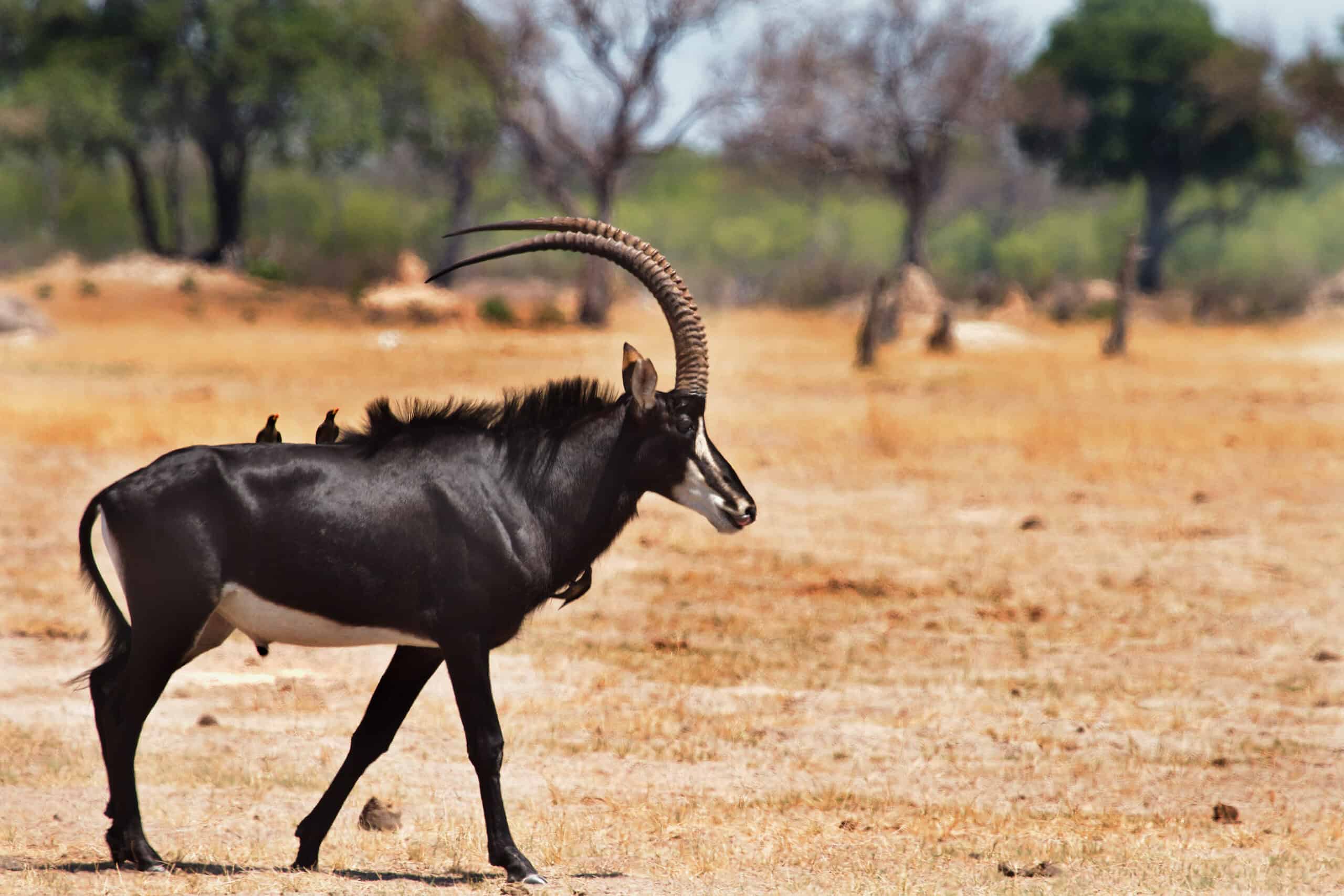 Sable Antelope