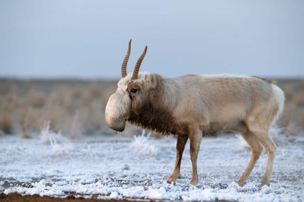 Saiga Antelope