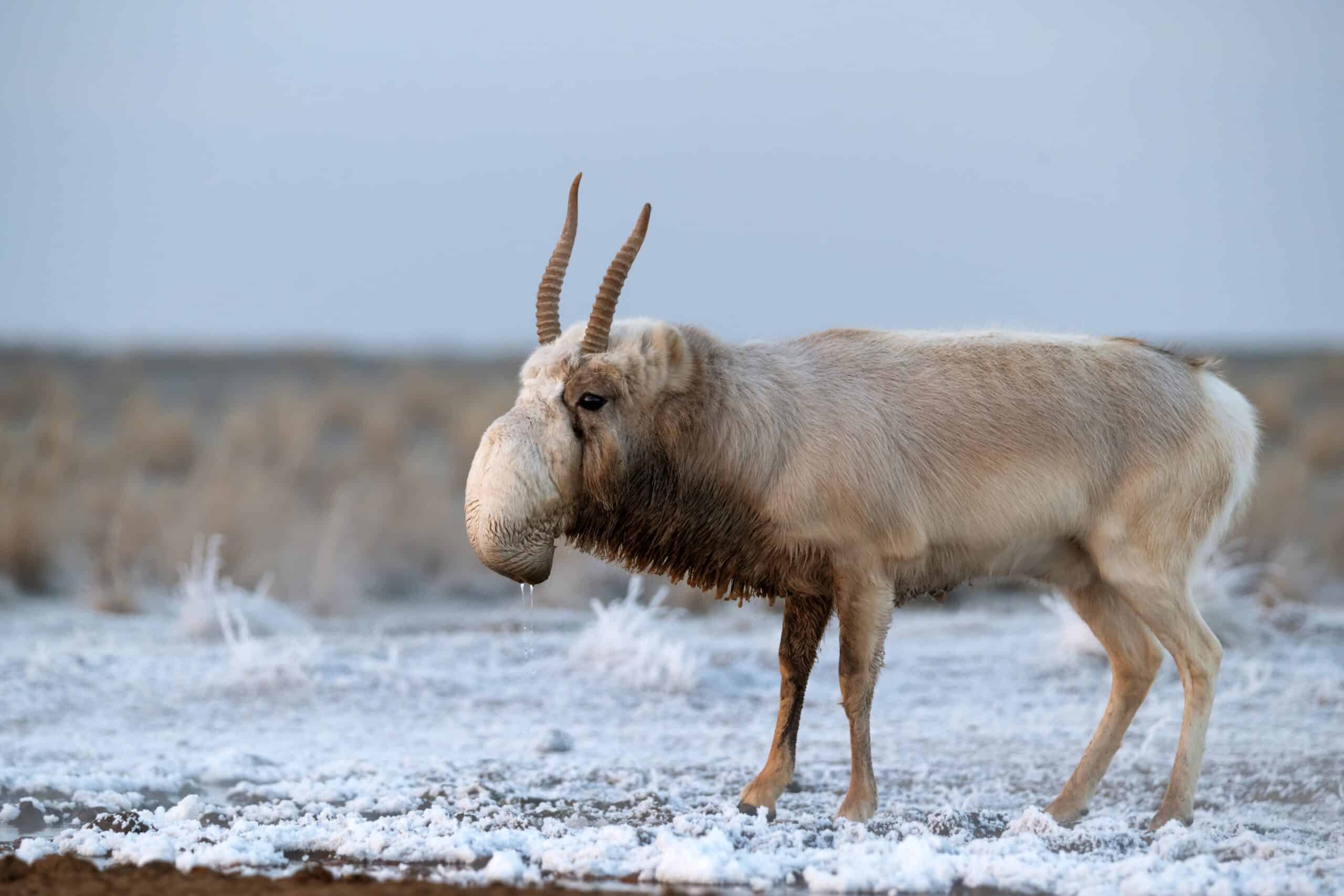 Saiga Antelope