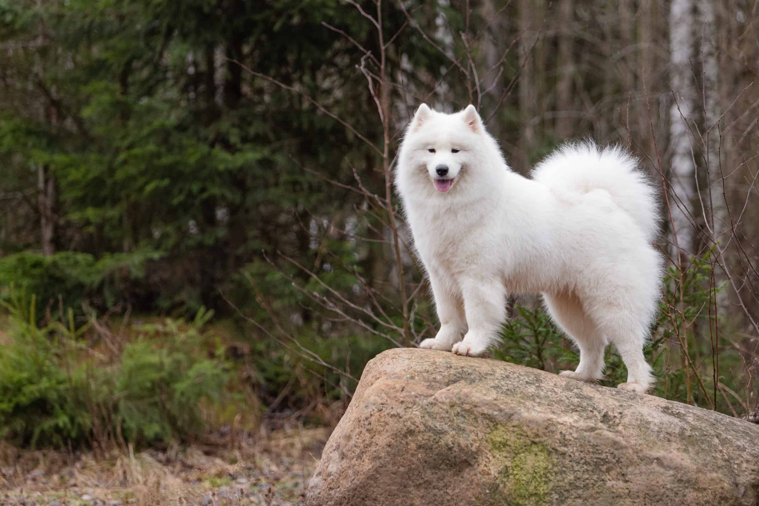 Samoyed