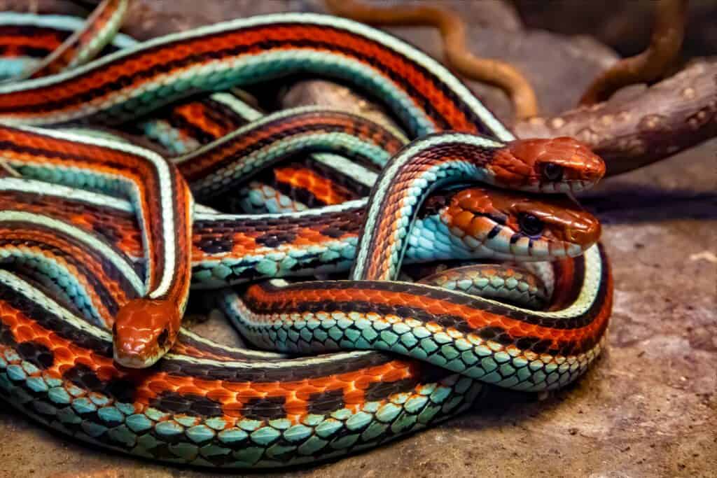 San Francisco Garter Snake