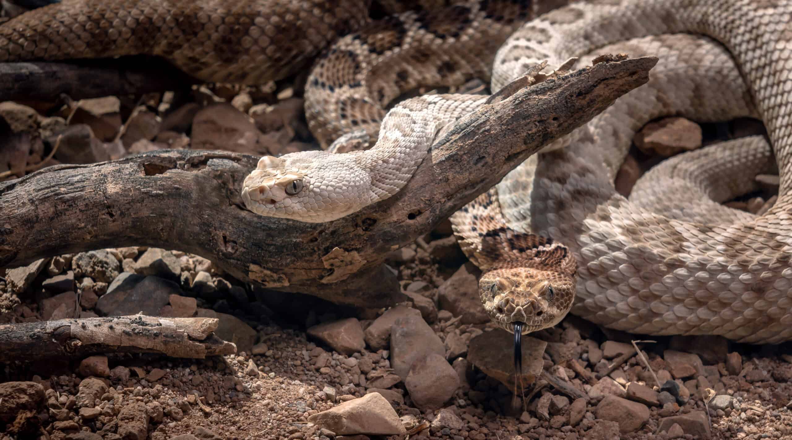 Santa Catalina Island Rattlesnake