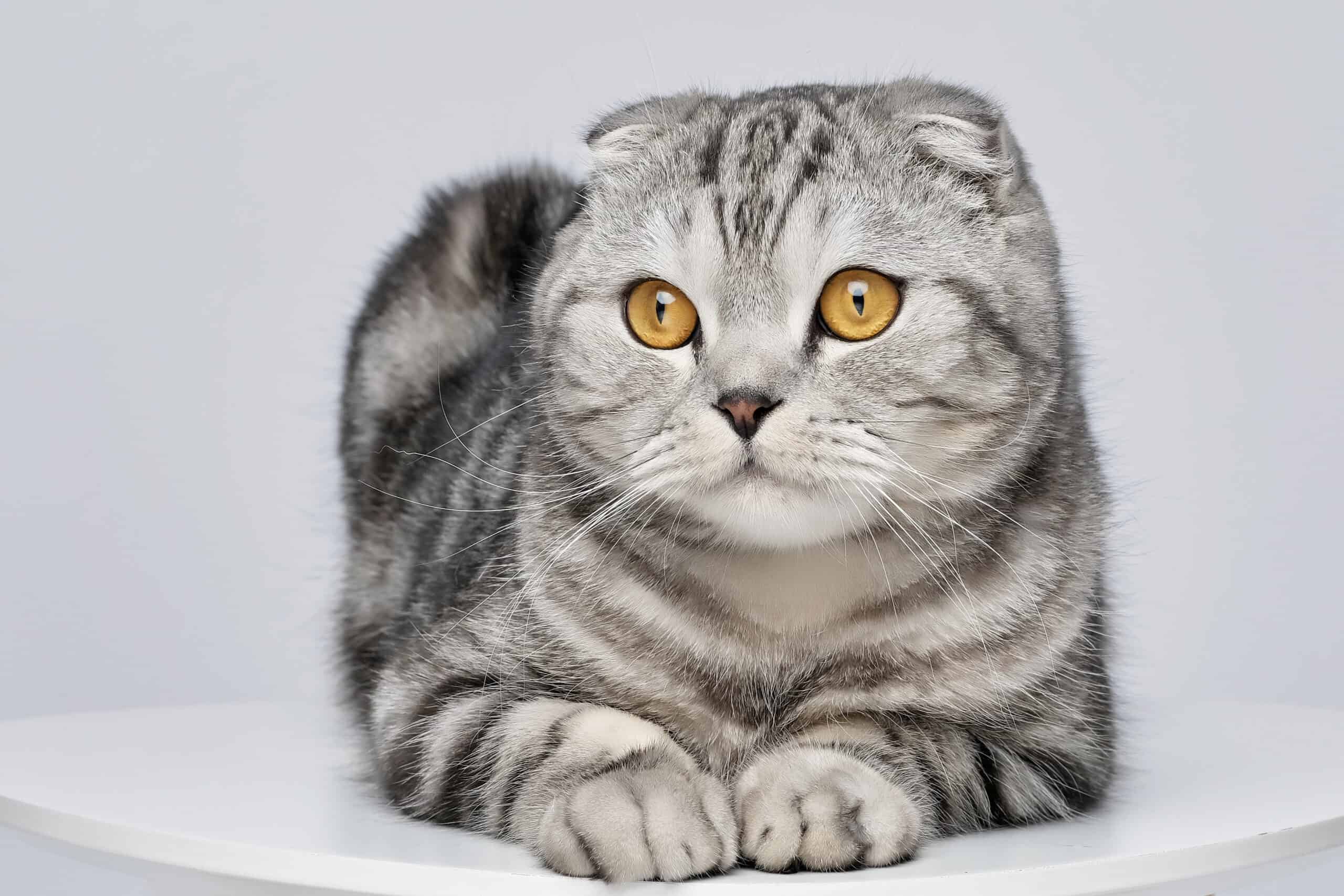 Scottish Fold