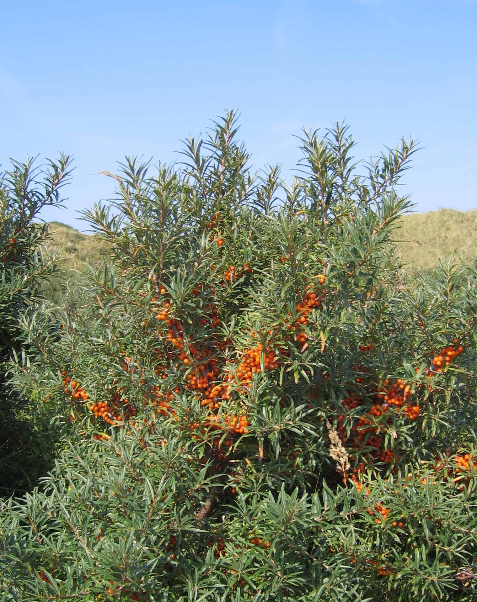 Sea Buckthorn (Hippophae rhamnoides)