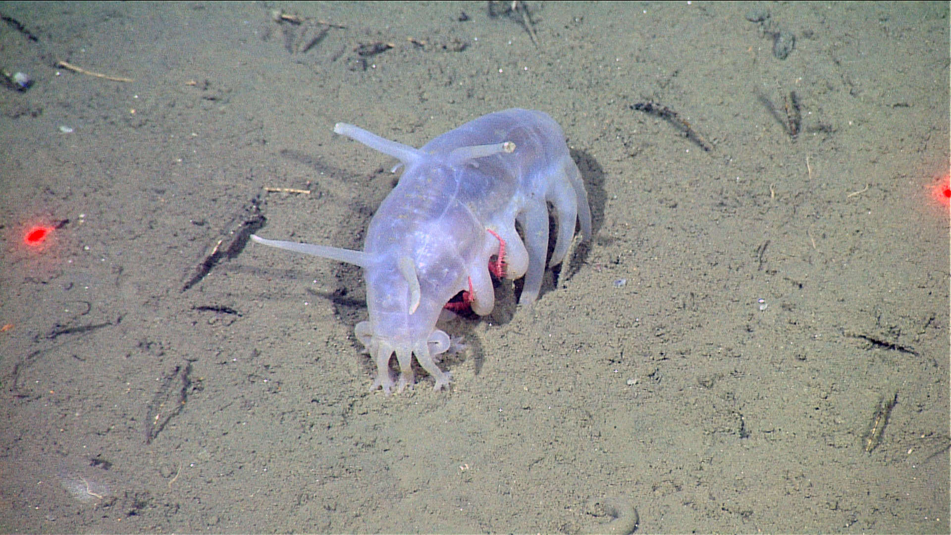 Sea Pig