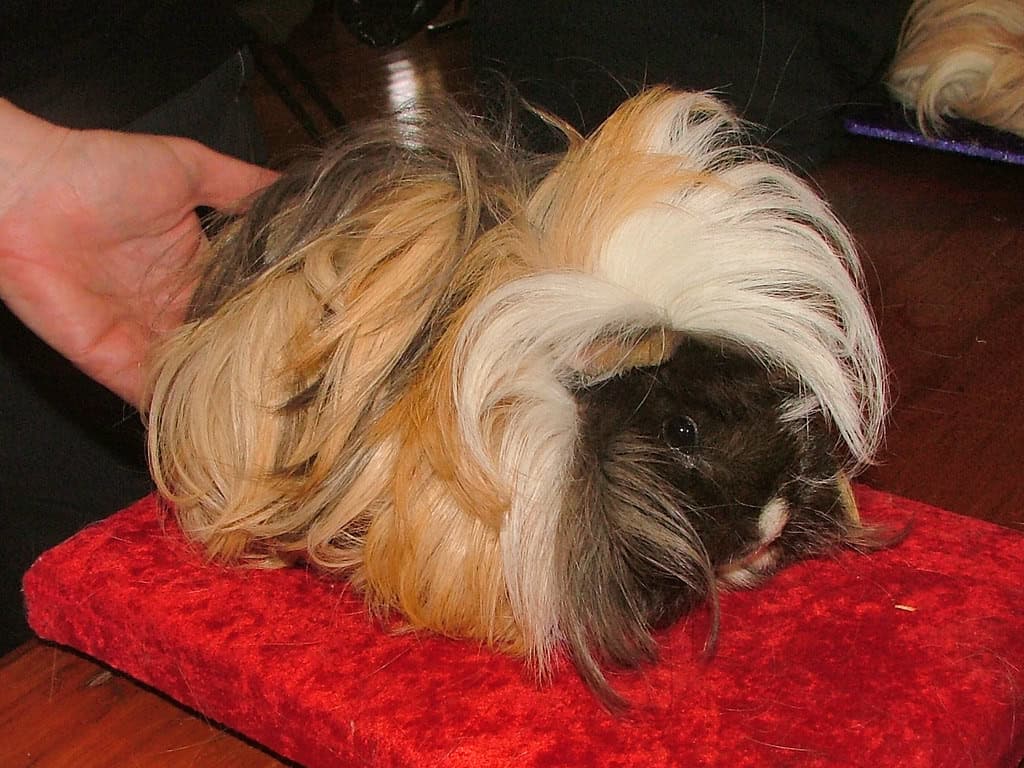 Sheba Mini Yak Guinea Pig