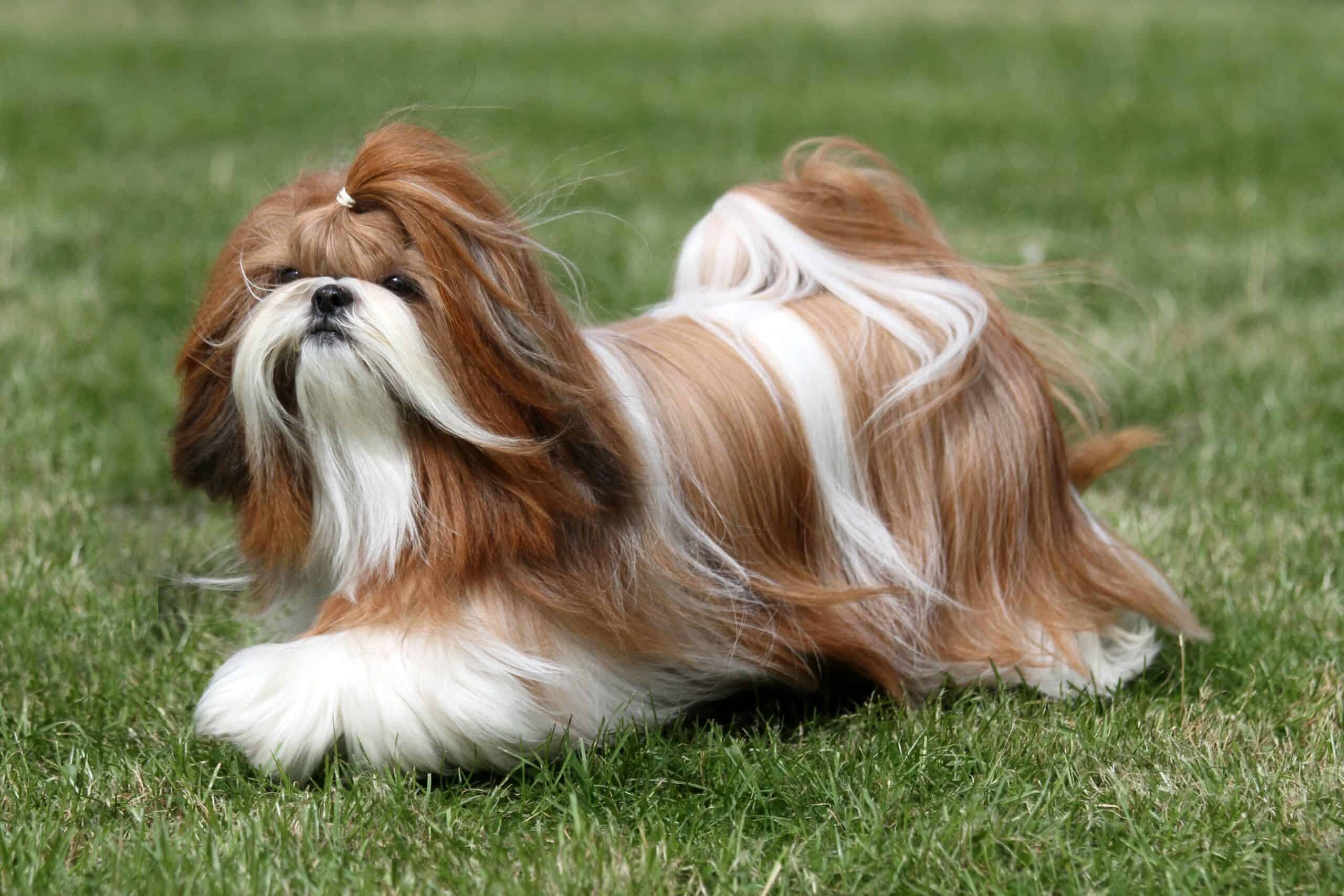 Shih Tzu