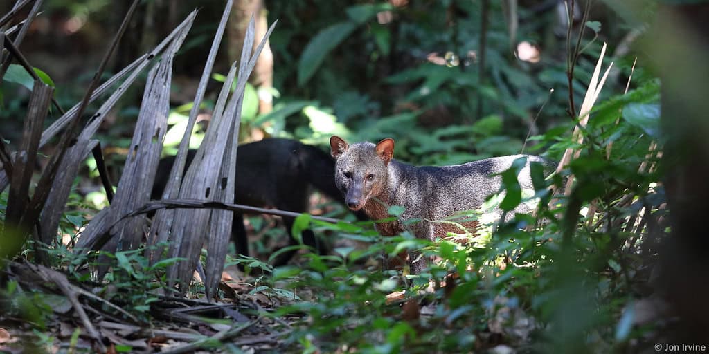 Short-eared Dog (Atelocynus microtis)