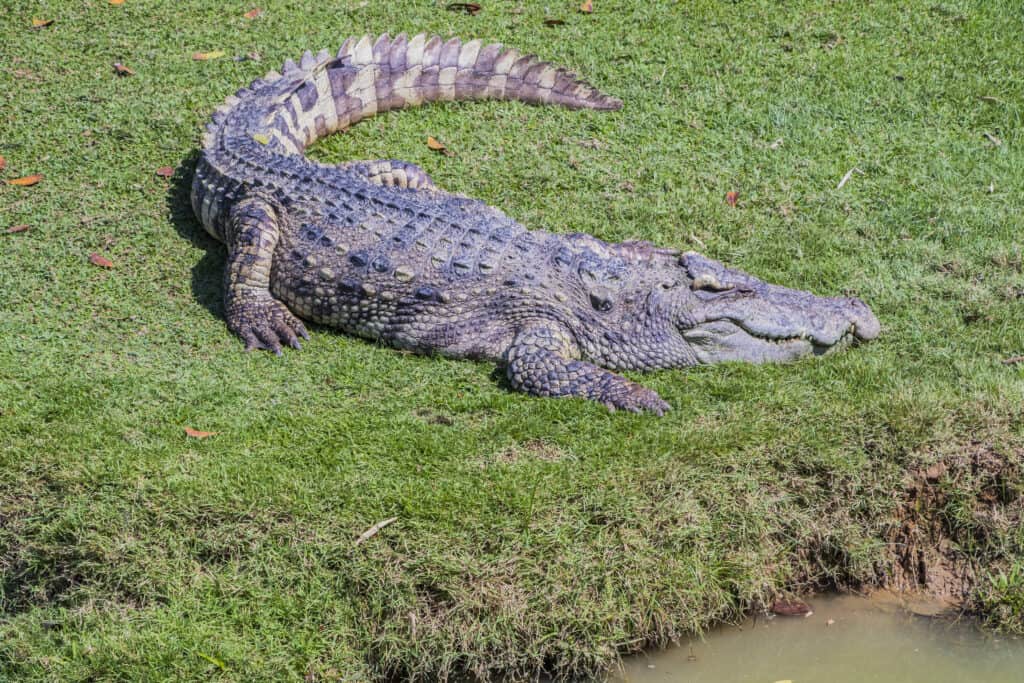 Siamese Crocodile