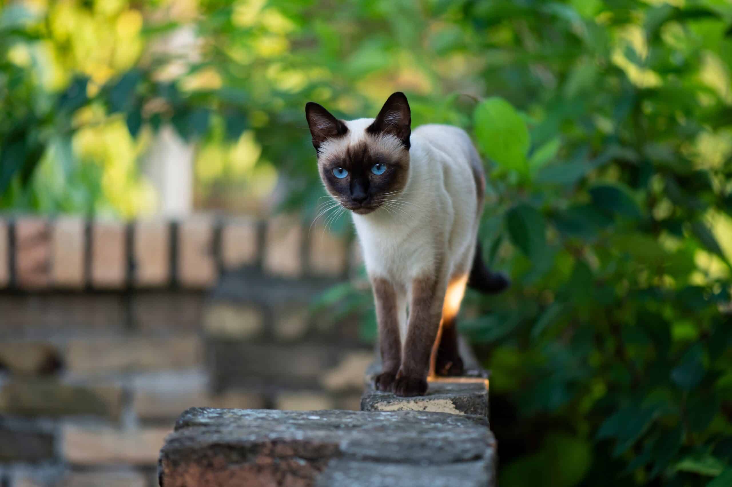 Siamese