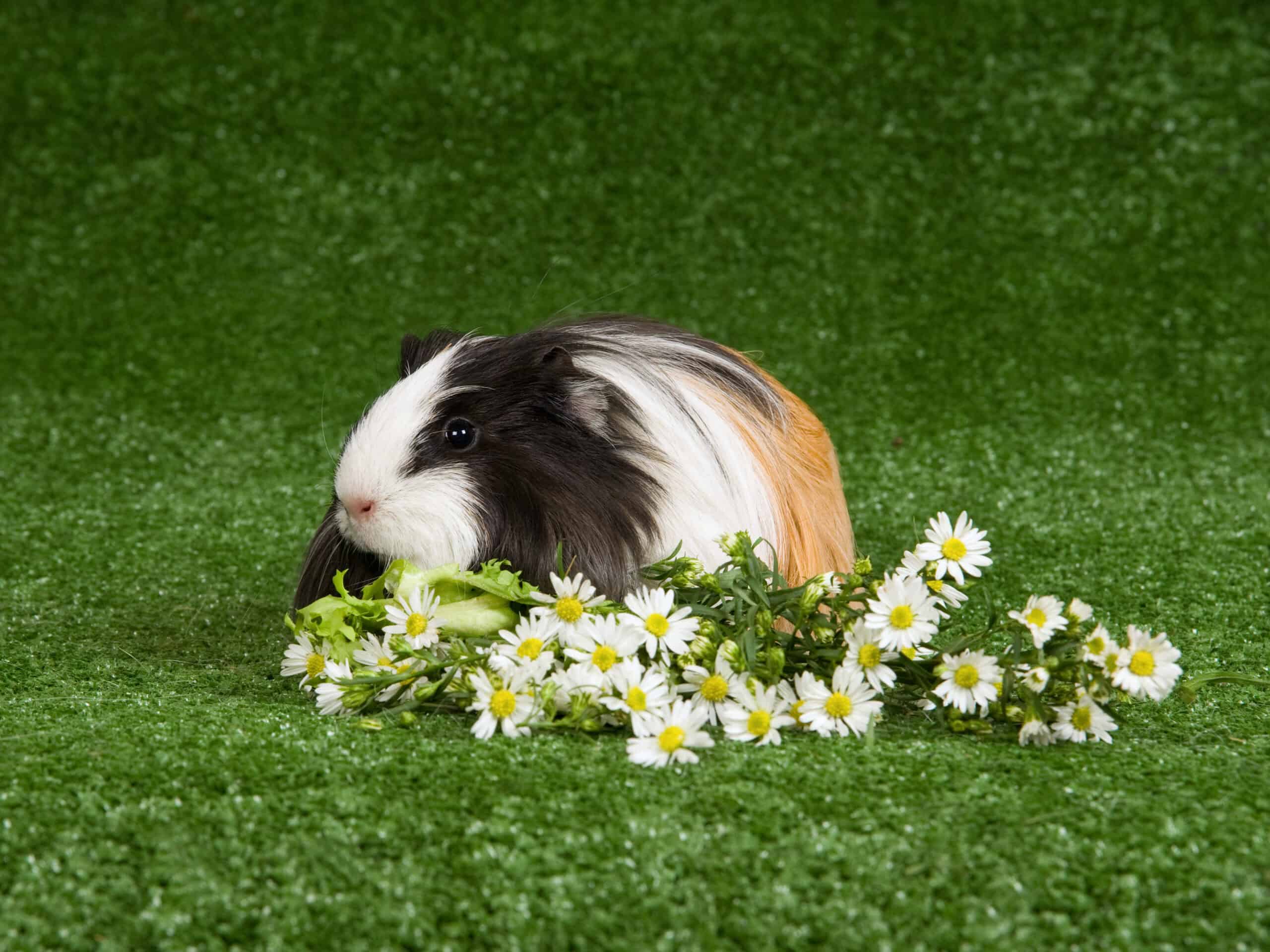 Silkie Guinea Pig