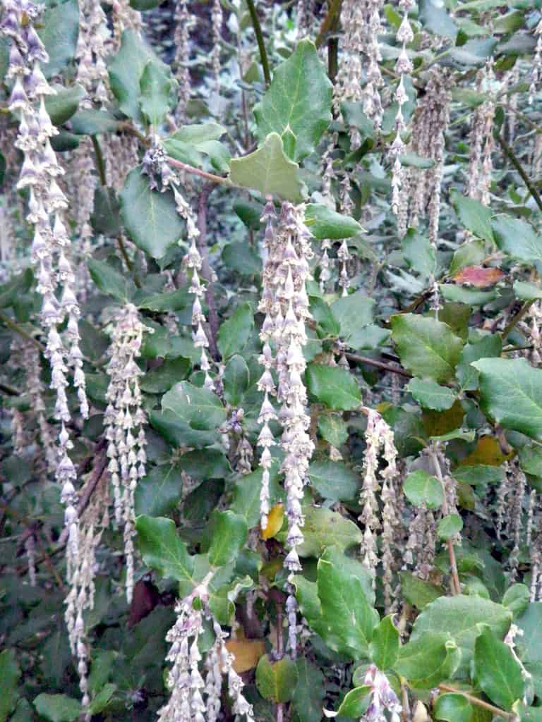 Silktassel Bush (Garrya elliptica)