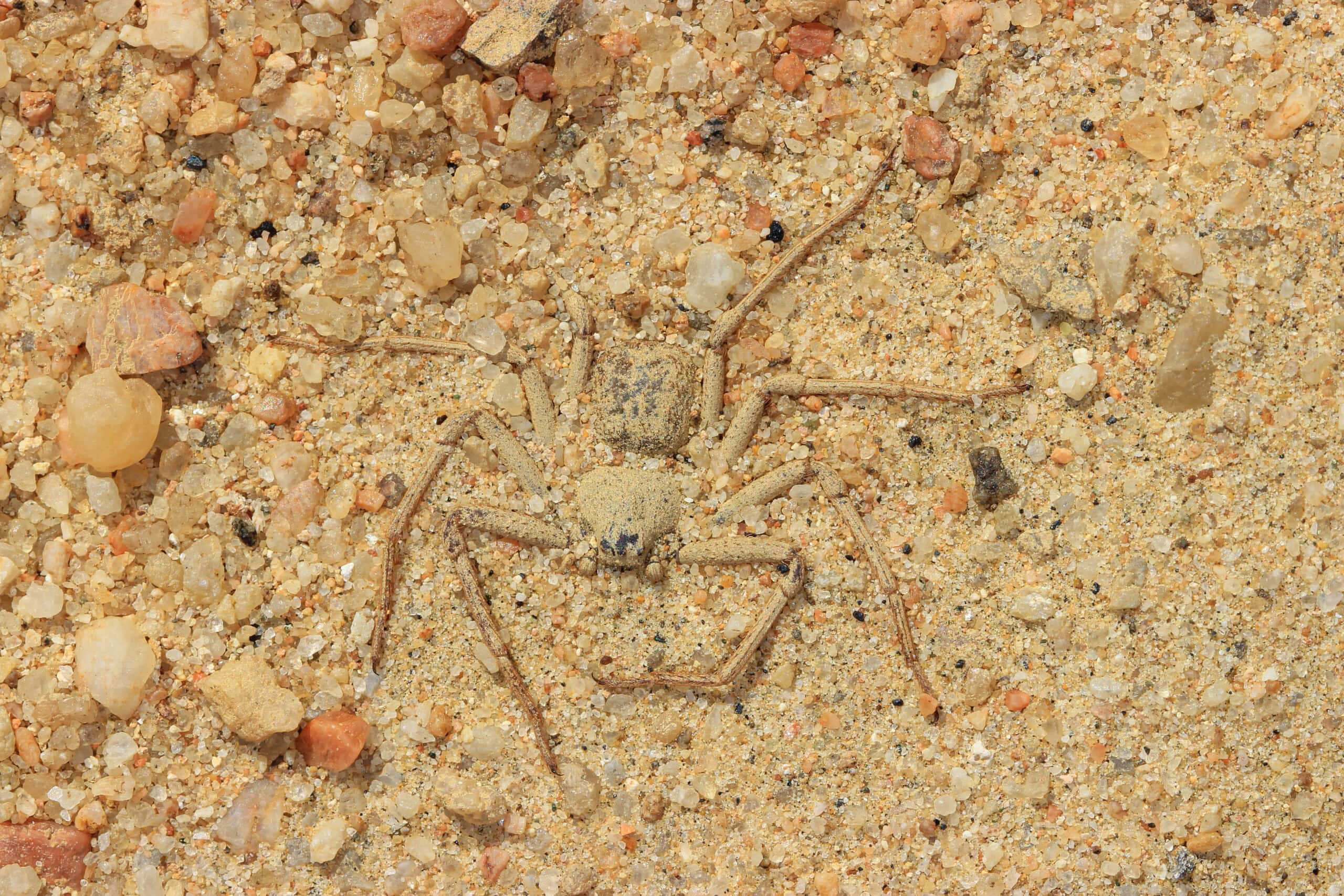 Six-Eyed Sand Spider (Hexophthalma hahni)