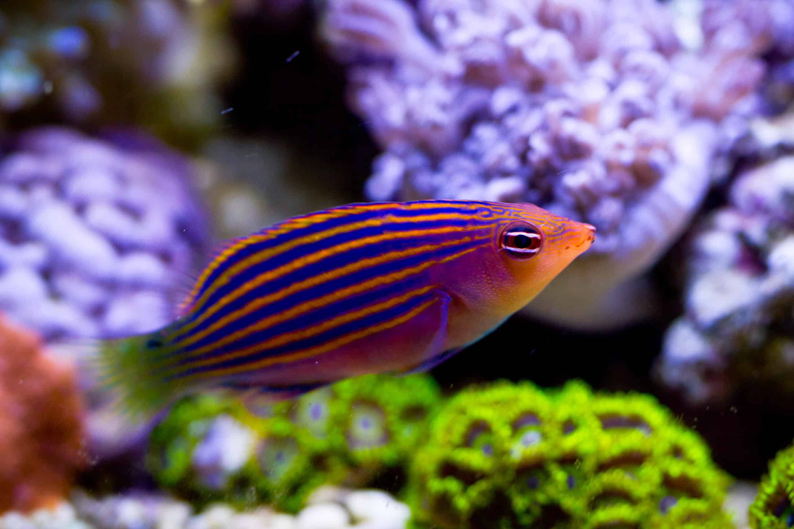 Six-Line Wrasse