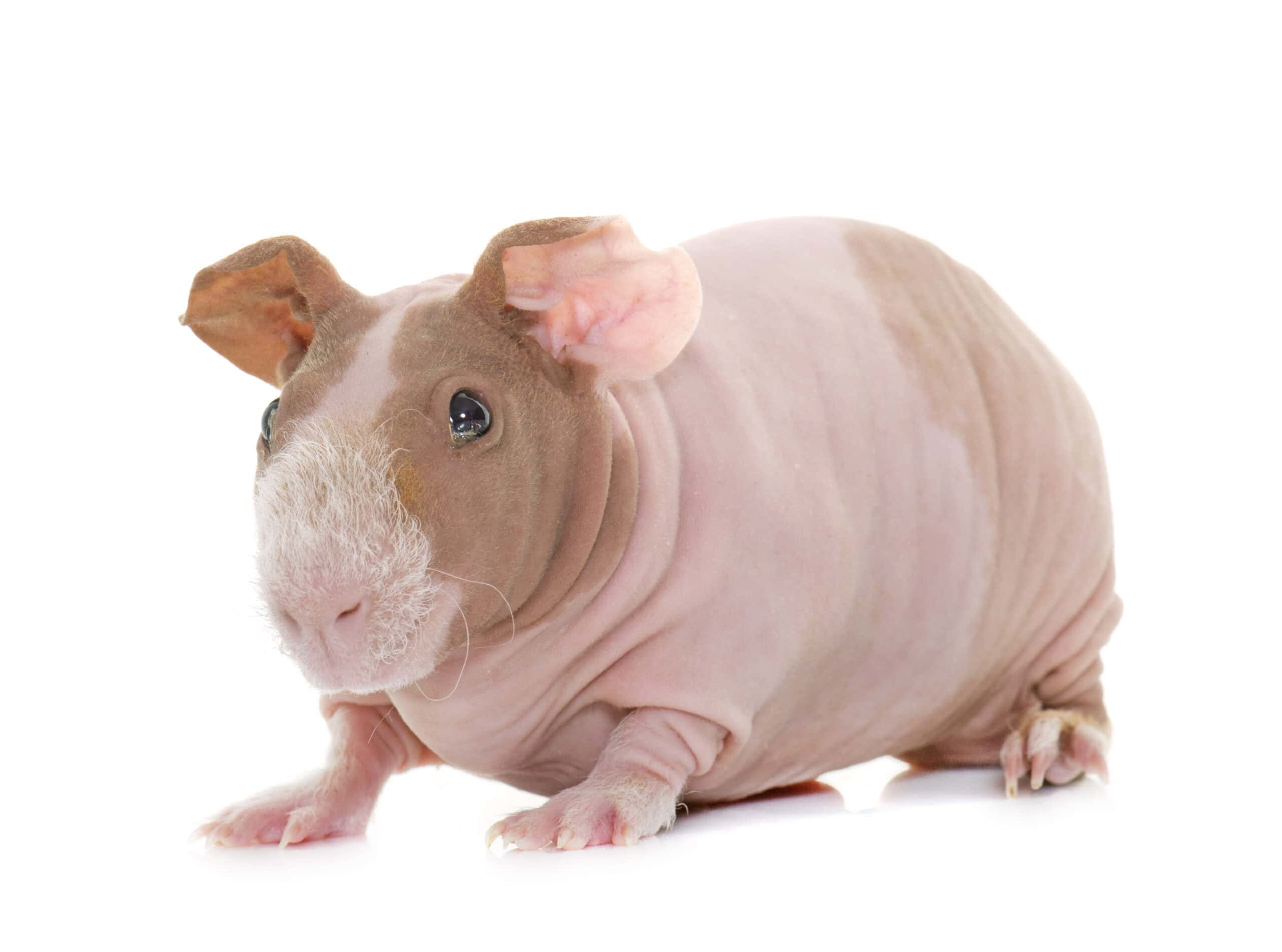 Skinny Pig