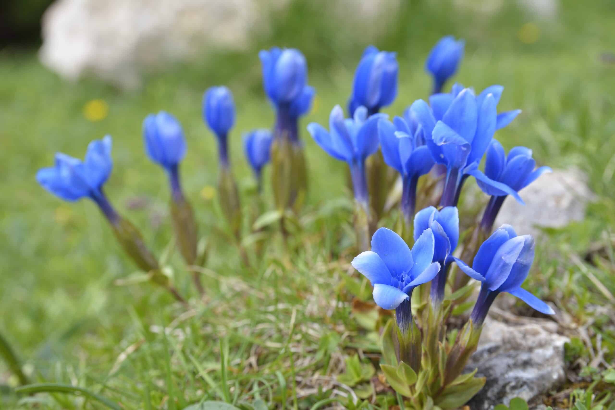 Snow Gentian (Gentiana nivalis)