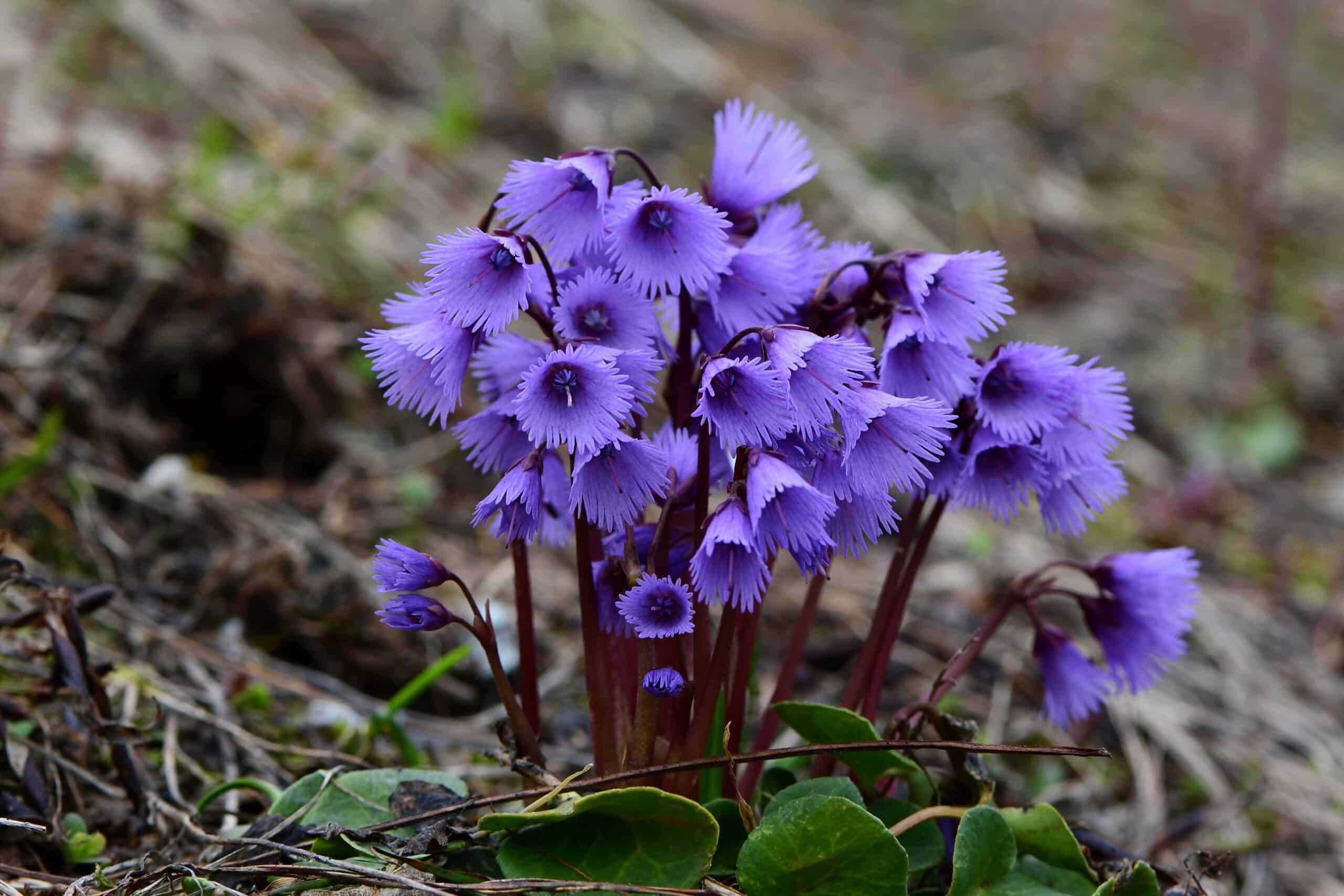 Snowbell (Soldanella alpina)