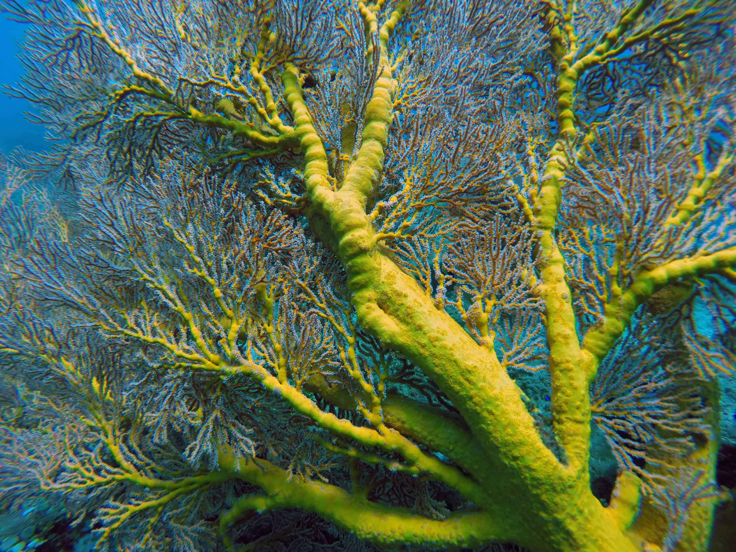 Soft Coral (Alcyonacea)