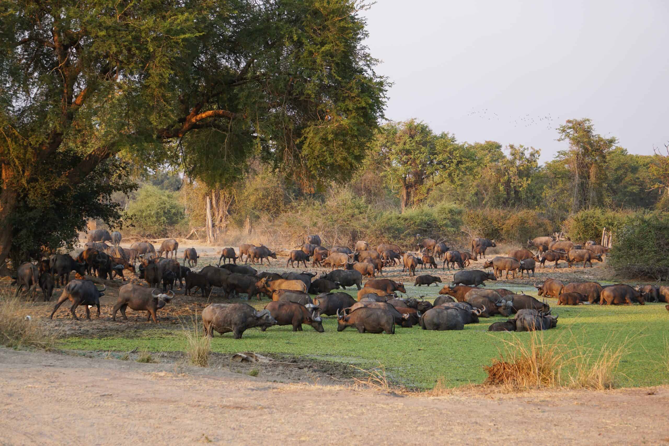 South Luangwa National Park, Zambia