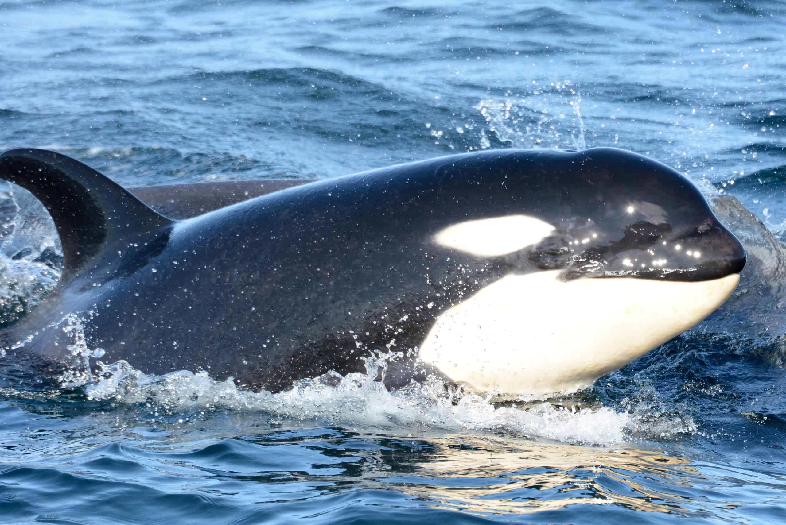 Southern Resident Killer Whale