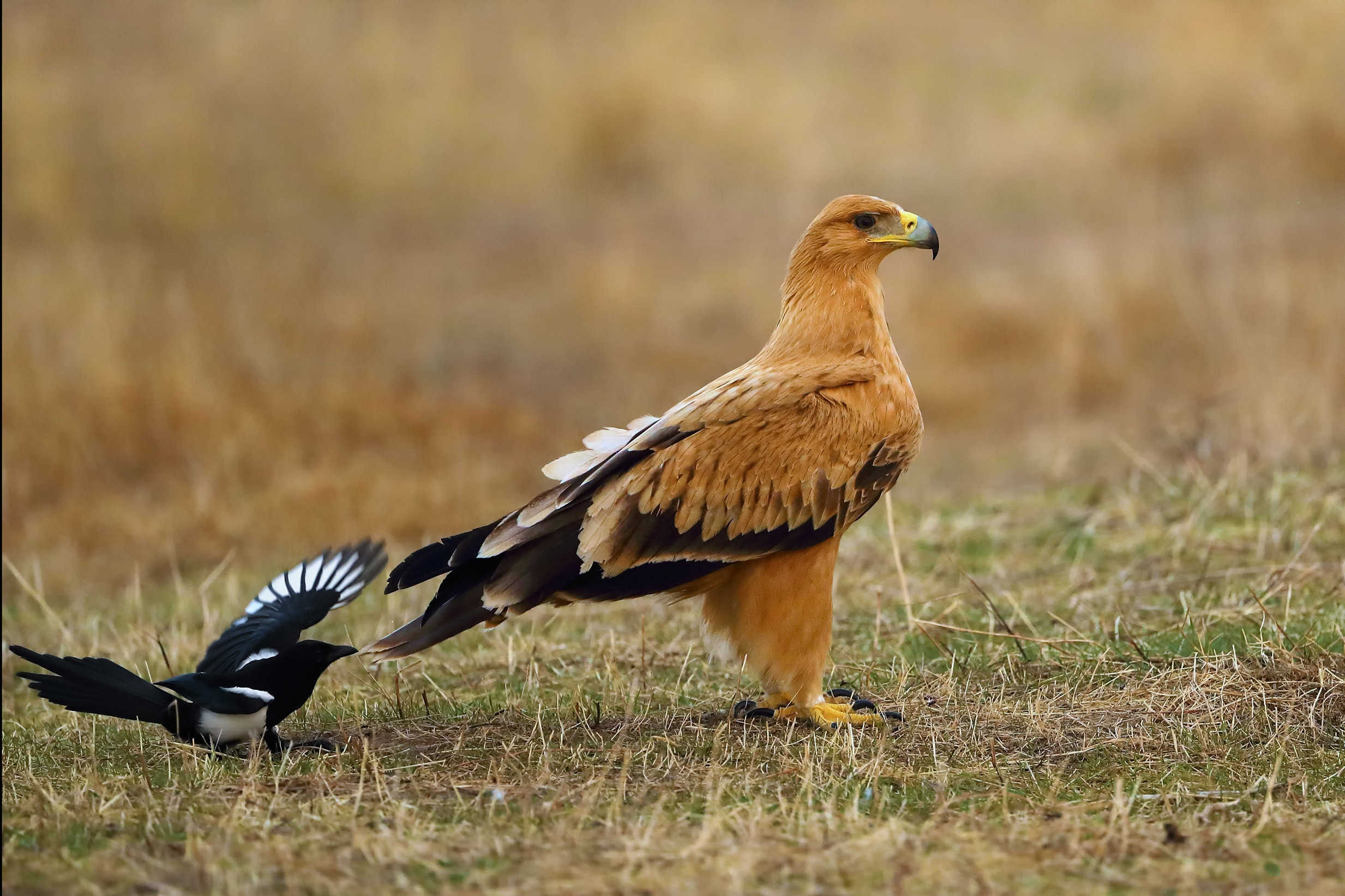 Spanish Imperial Eagle