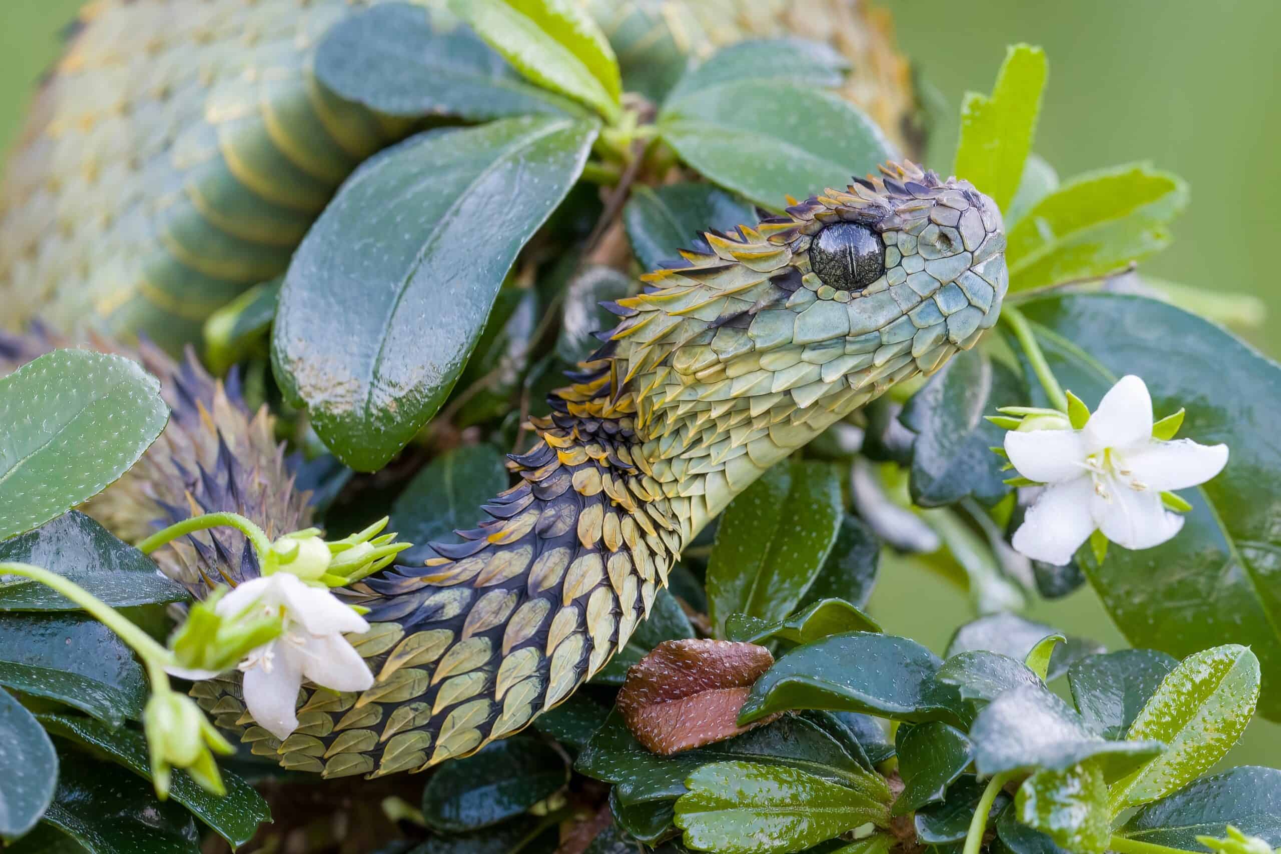 Spiny Bush Viper