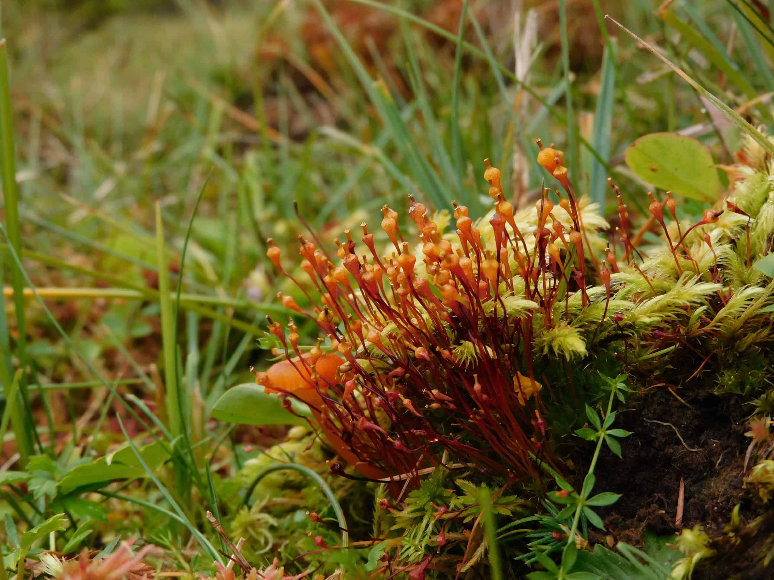 Splachnum ampullaceum (Crimson-tipped Splachnum)