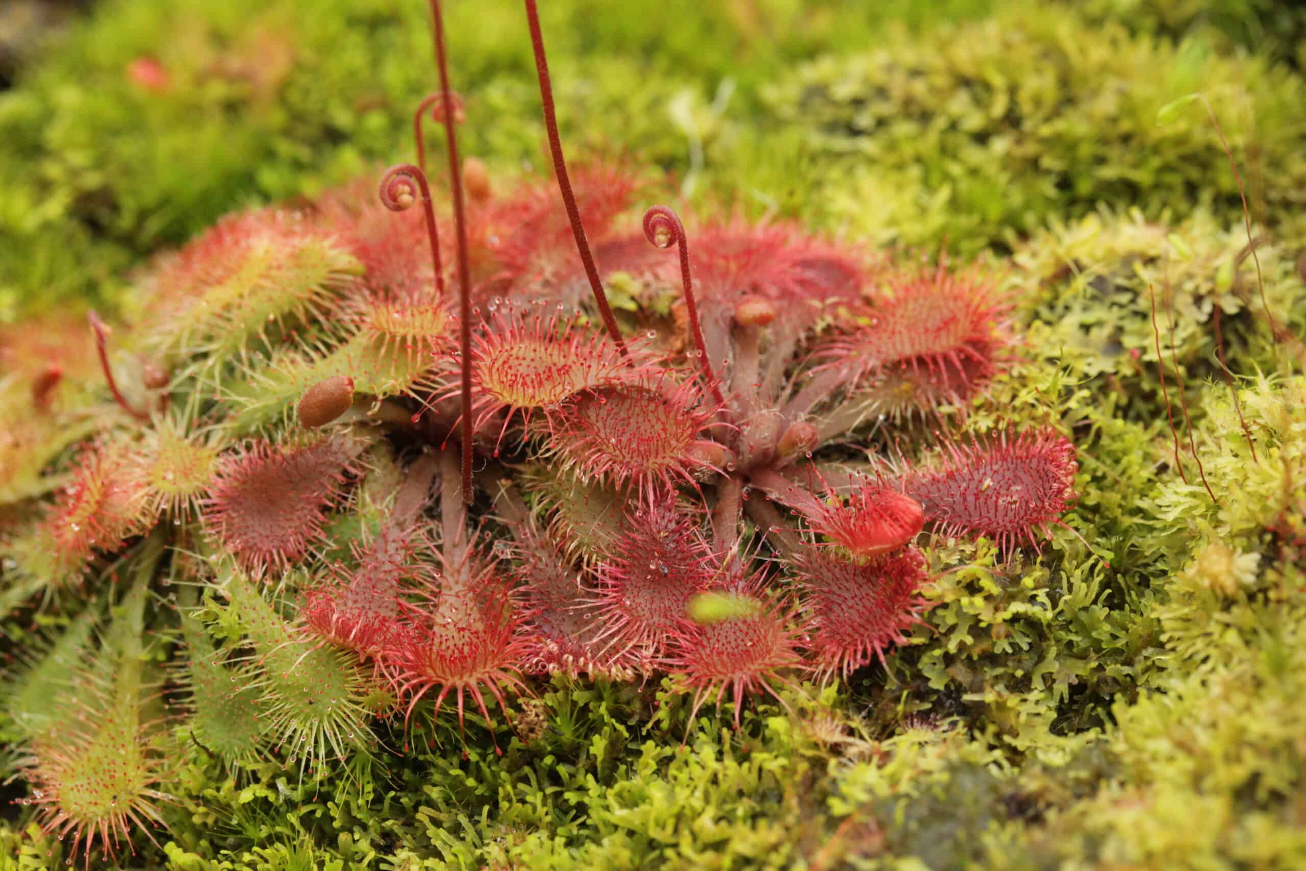 Spoon-leaved Sundew (Drosera spatulata)