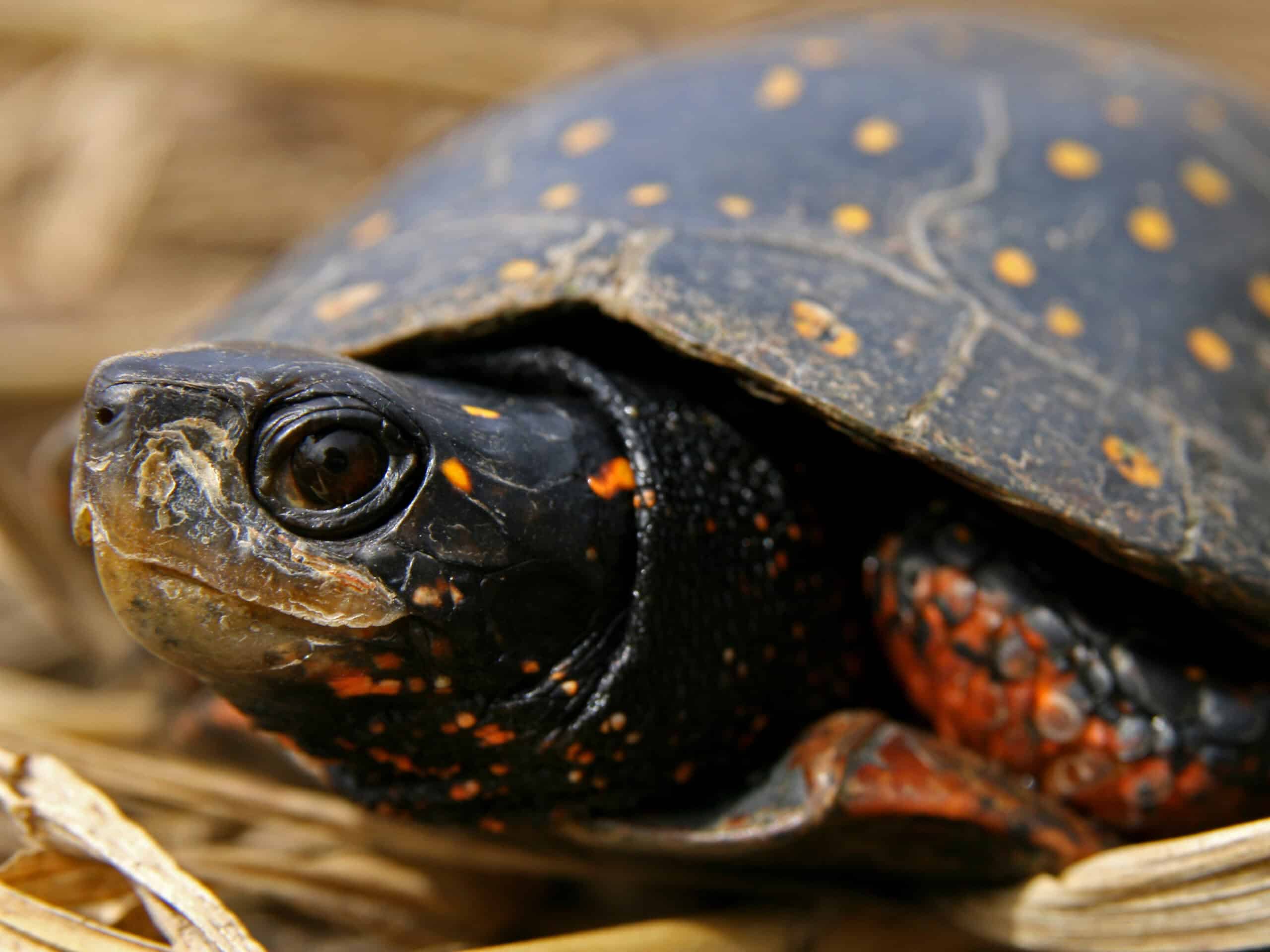 Spotted Turtle (Clemmys guttata)