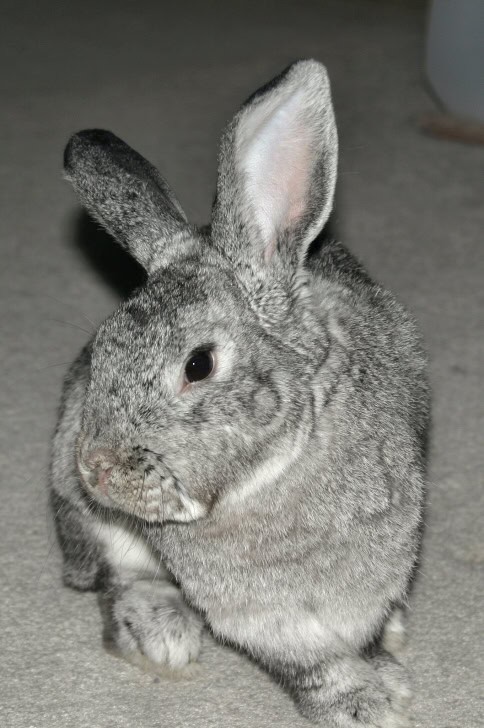 Standard Chinchilla rabbit