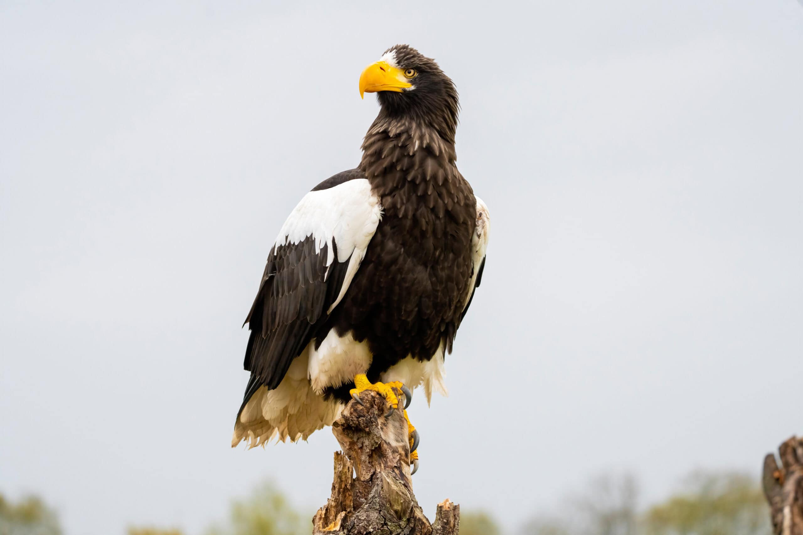 Steller's Sea Eagle