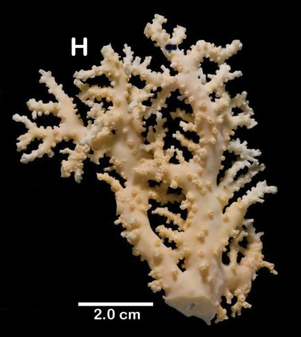 Stylaster Coral