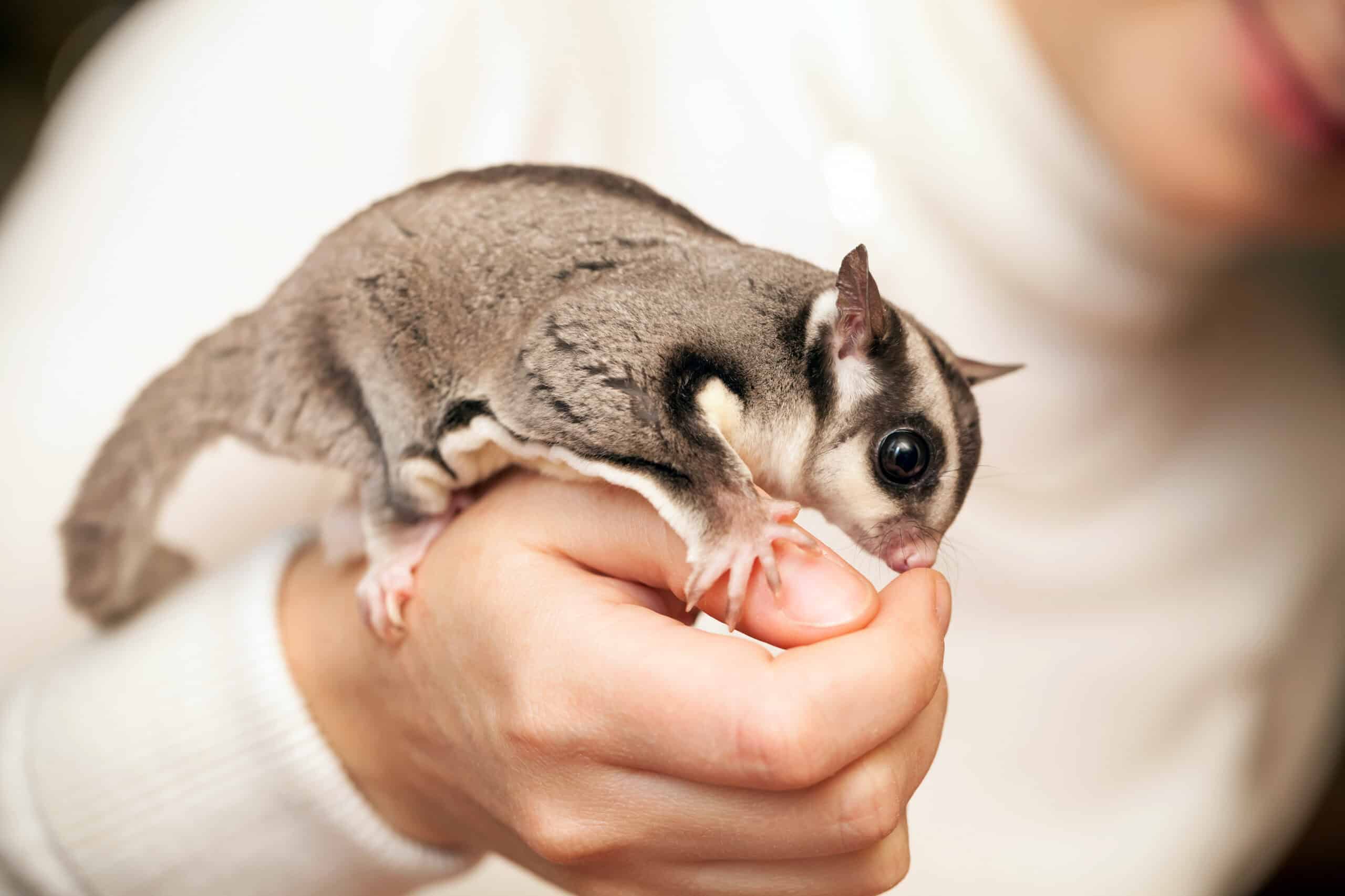 Sugar Glider